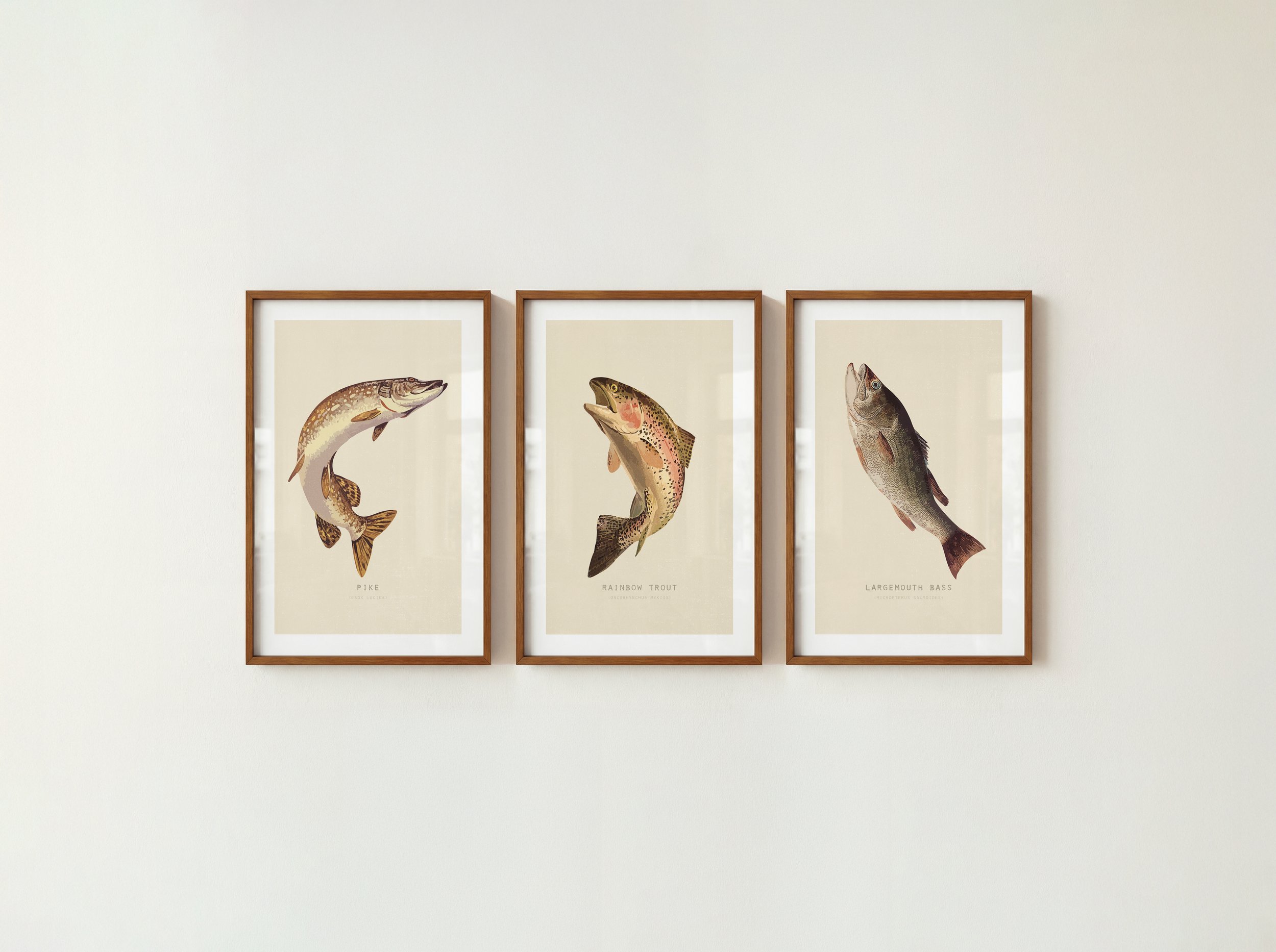 Trout Pike Bass Fish Prints - Retro Lake House Posters, Set of 3