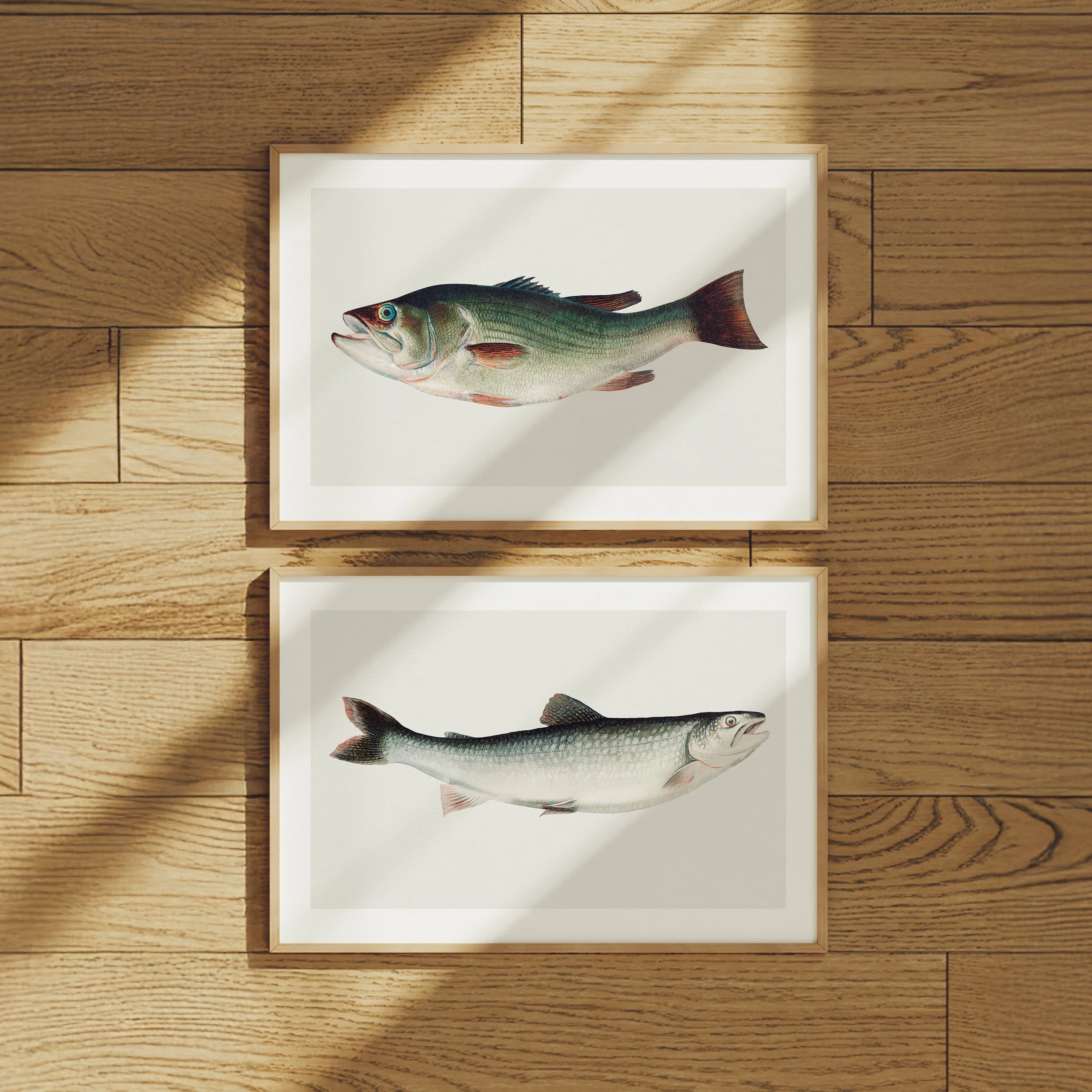 trout-bass-prints.jpg