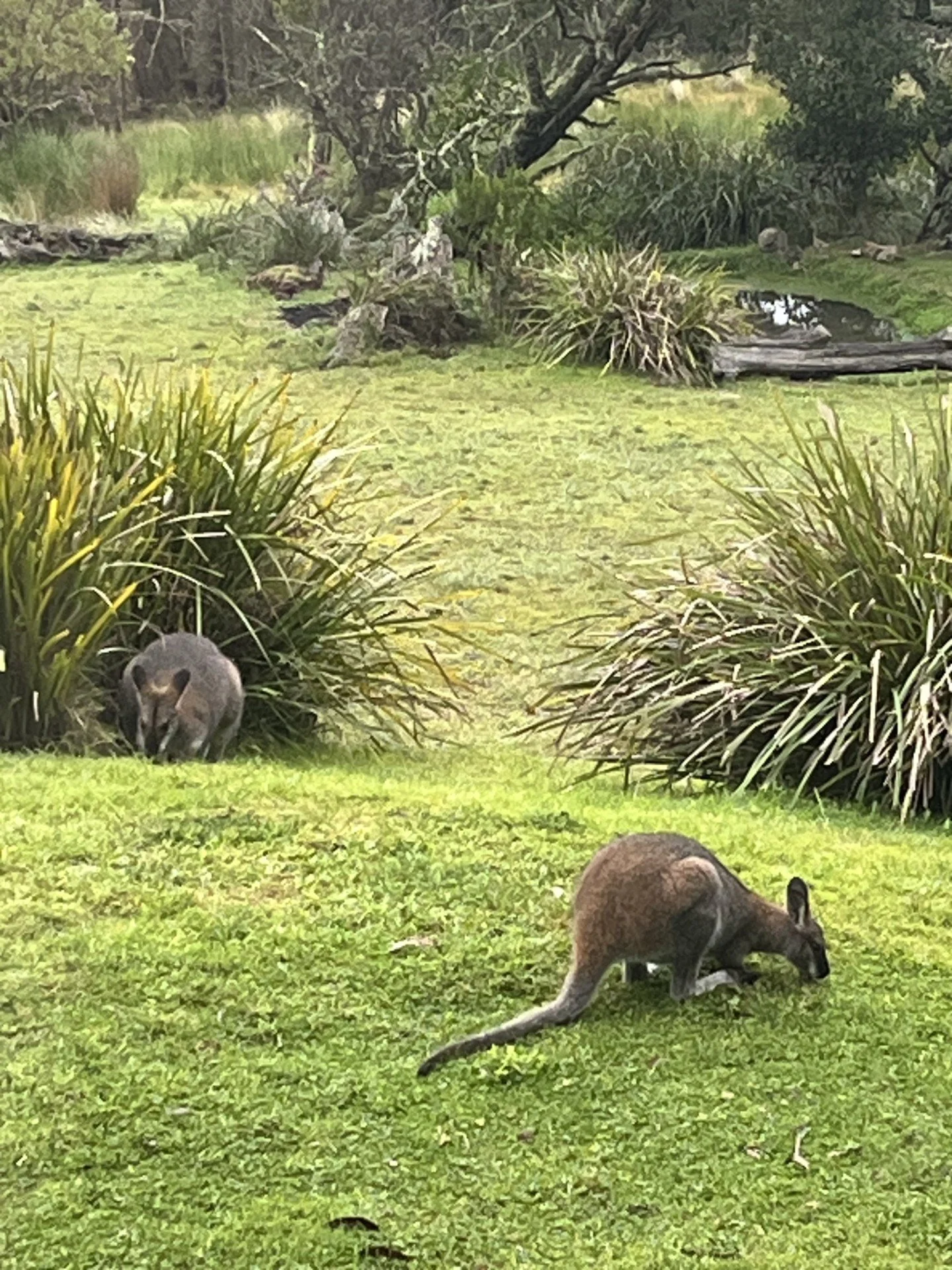 kangaroos.jpg