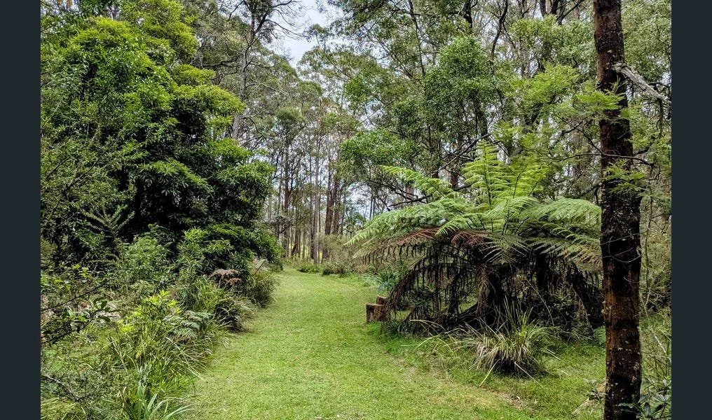 forest.jpg