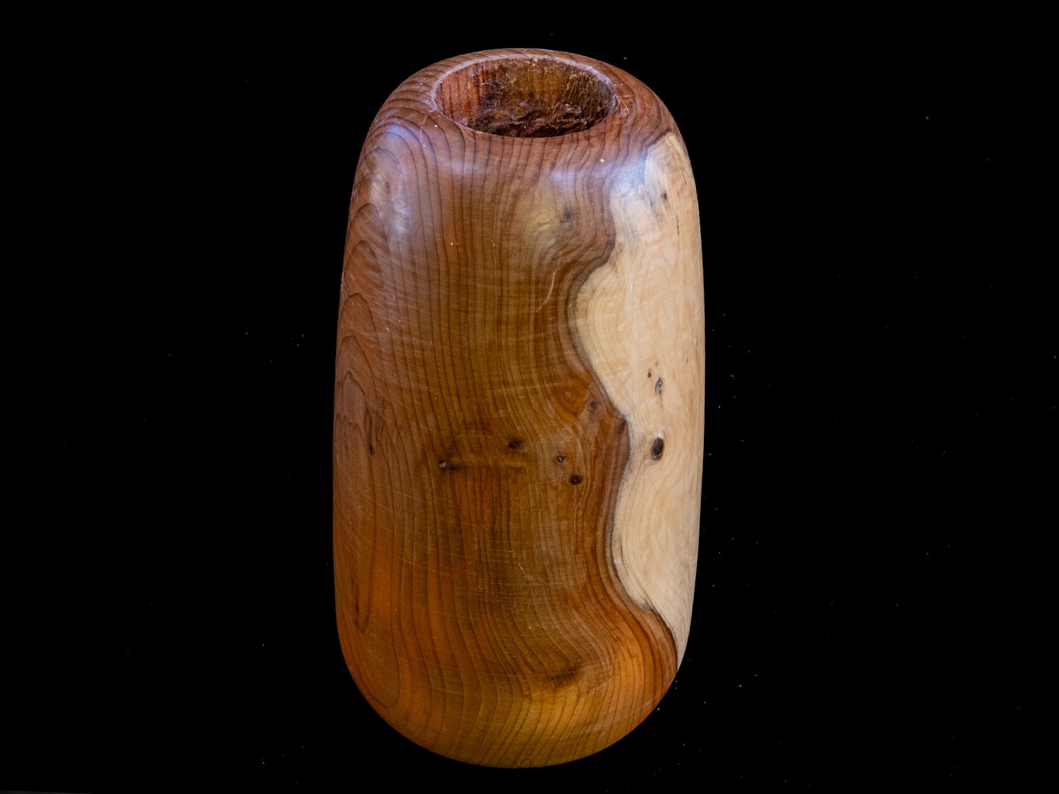 Yew 15cms £30