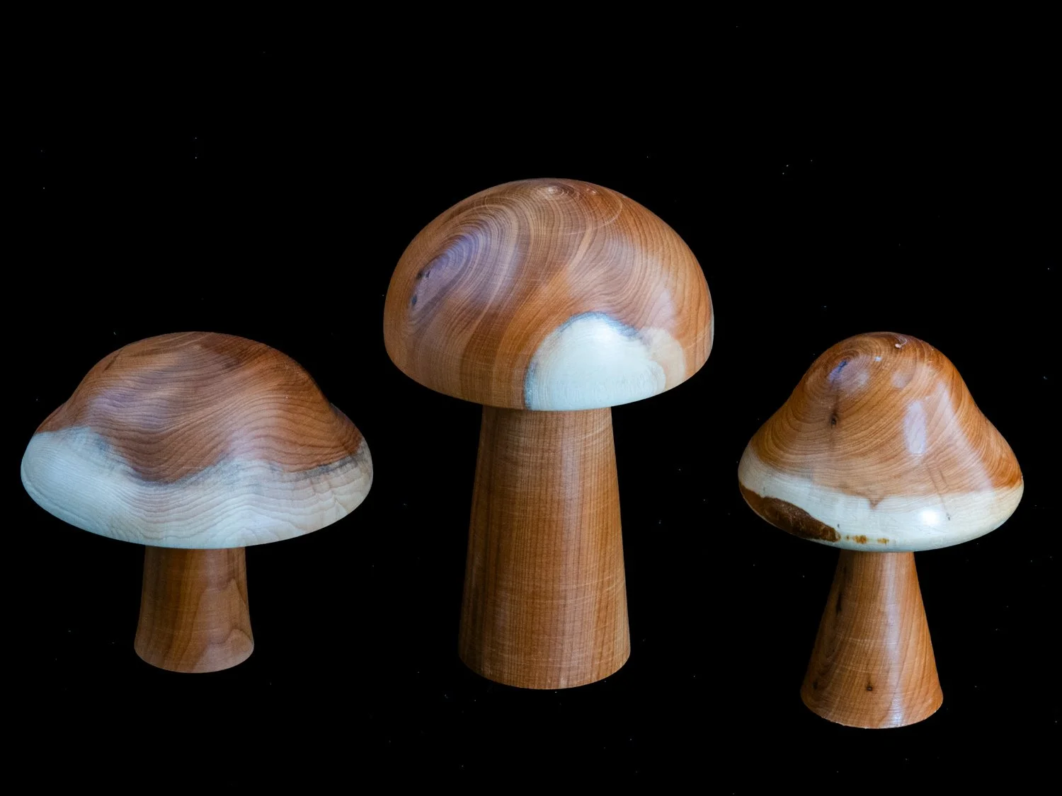 Yew Mushrooms approx 8cms £10