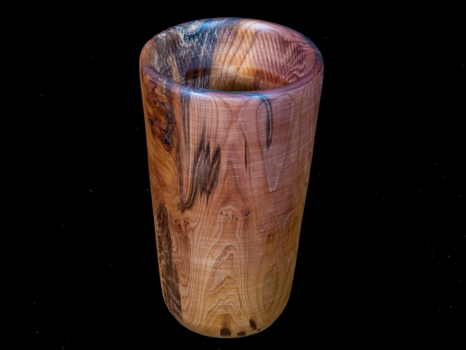 Yew 15cms £25