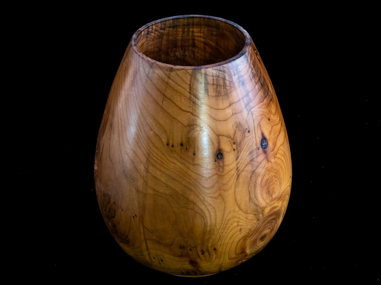 Yew 15cms £30