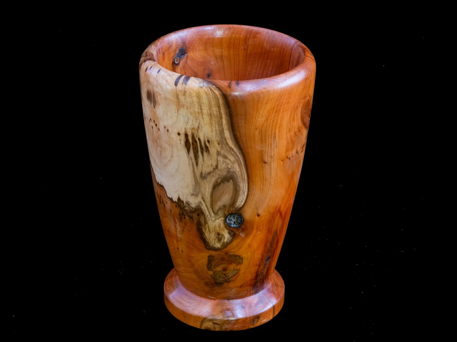 Yew 19cms £40