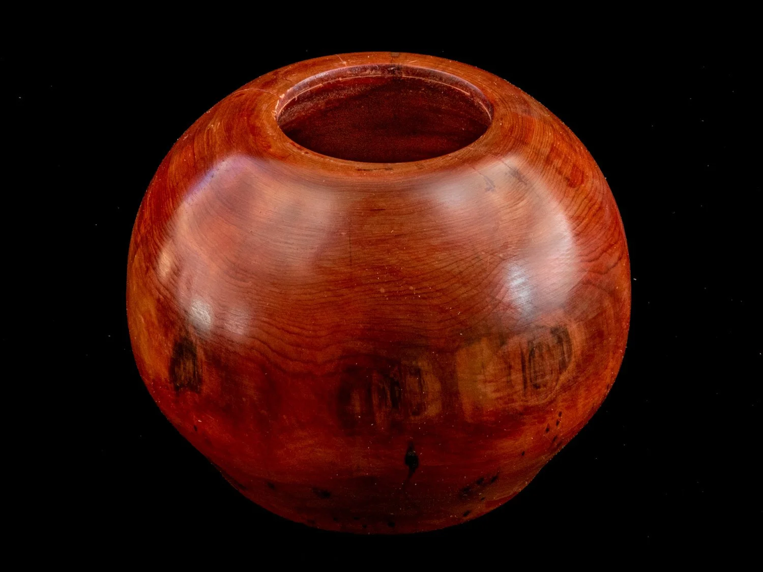 Yew 13cms £40