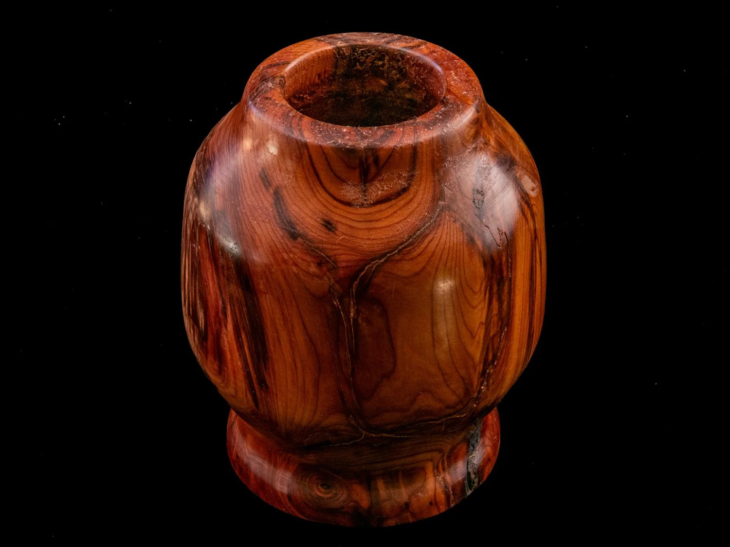 Yew 12cms £30