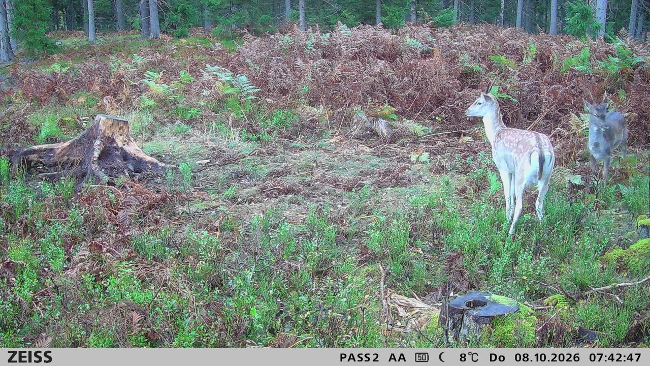 Besök av älg, dovhjort och råbockar (6 bilder)