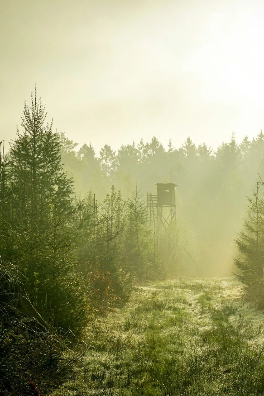 En skogstomt med gräs och träd, med en tittstorn i bakgrunden, skymd av dimma eller solstrålar.