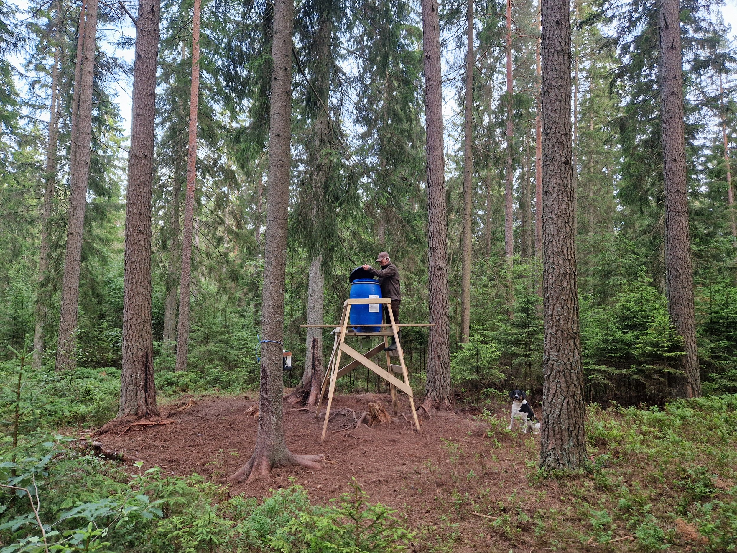 En person står på en ställning i en skog, han fyller en blå behållare. En hund sitter vid ett träd i förgrunden.