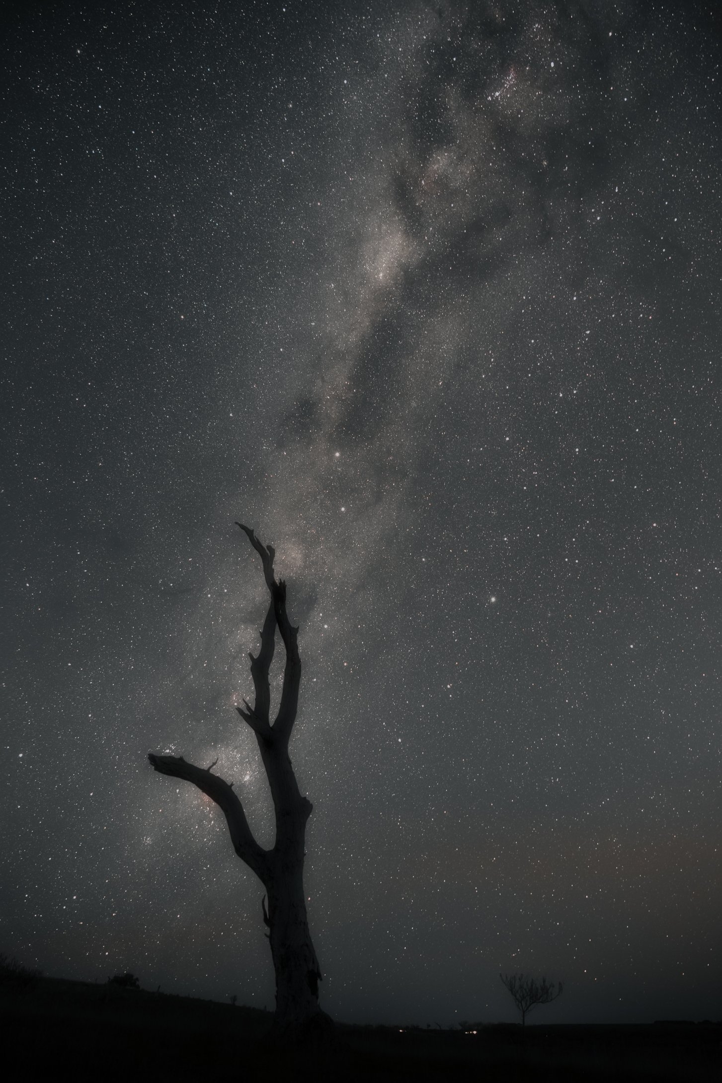 Dead Tree-Edit-3.jpeg