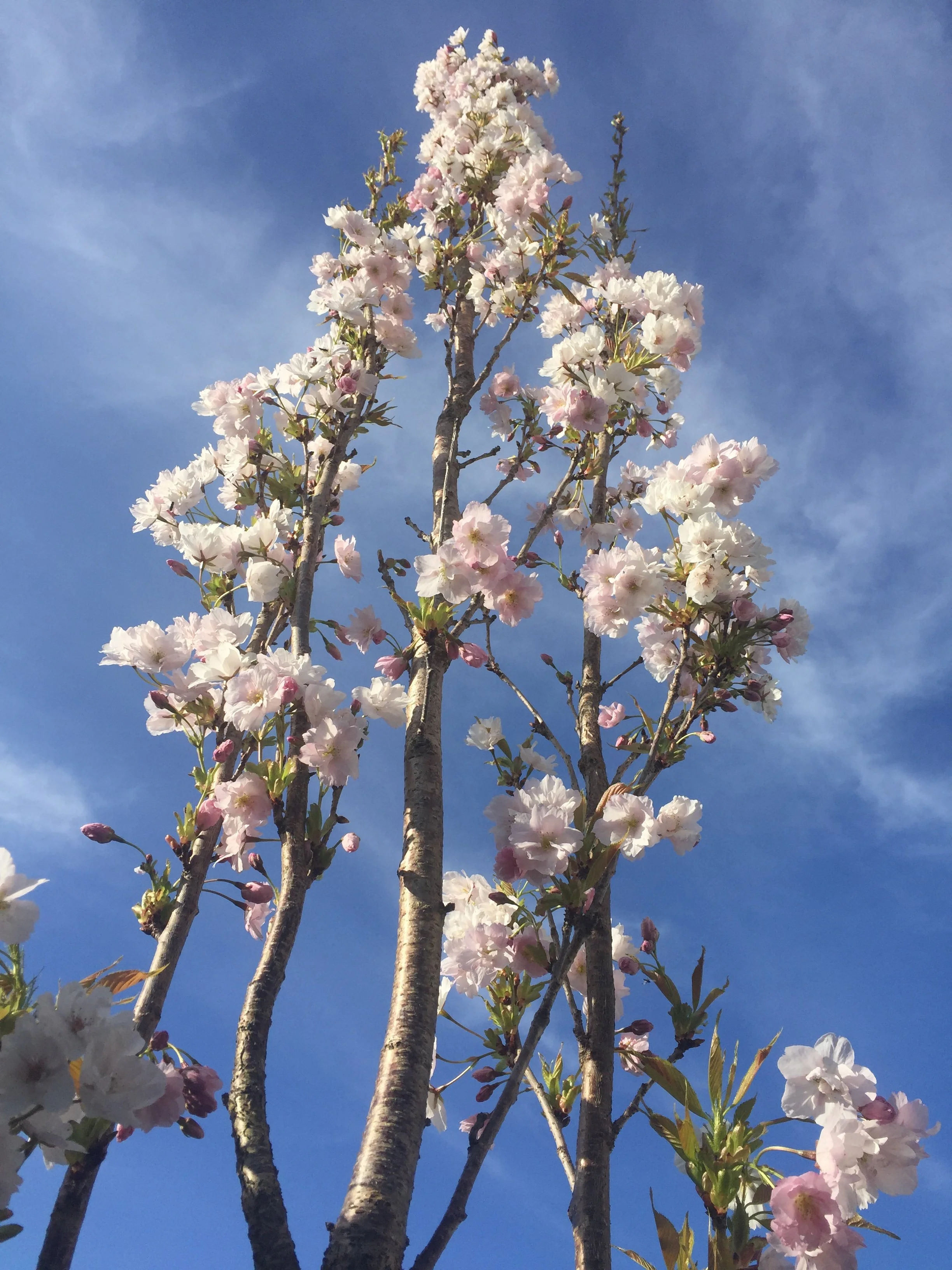 Close-up of a blossoming cherry tree with light pink flowers against a bright blue sky.