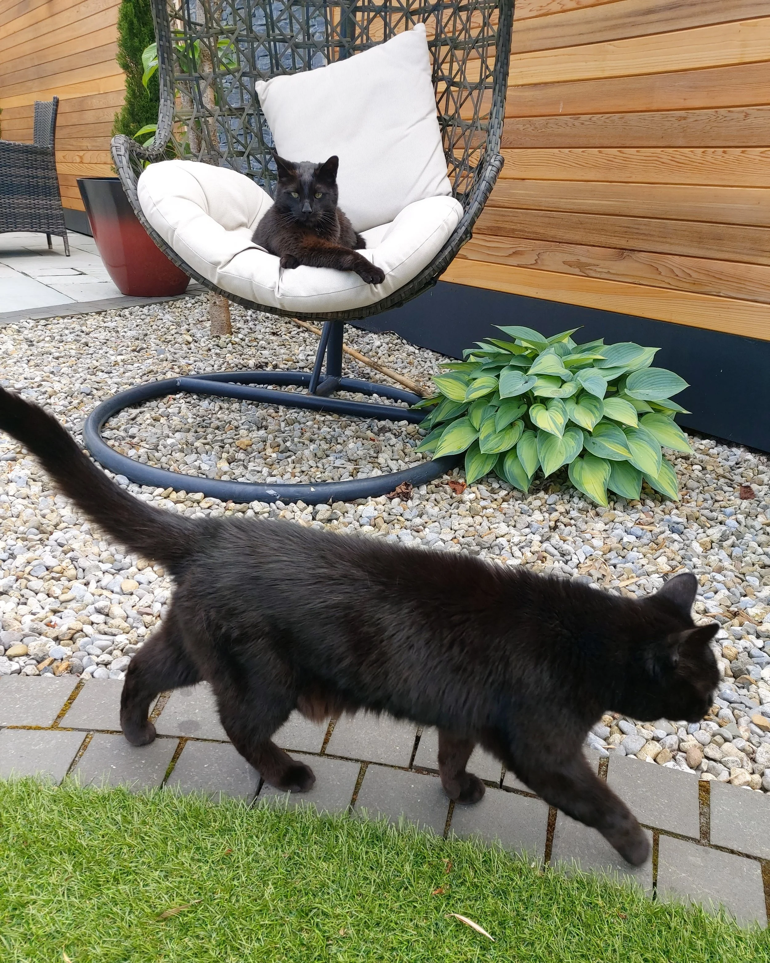 A black cat lounging on a white cushioned chair outdoors, with a plant in a red pot, a wooden fence, a gravel ground, a paved walkway, and a partial view of another black cat walking in front of the chair.