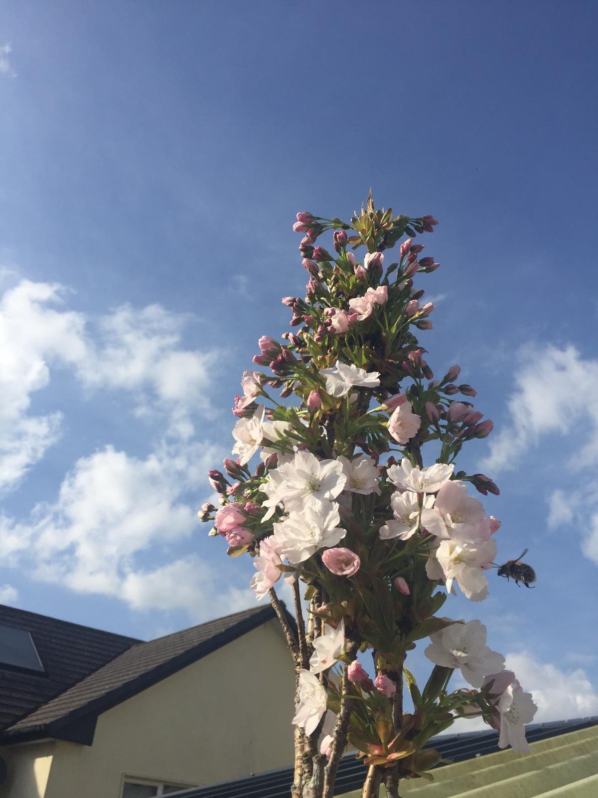 Cherry blossom tree with pink and white flowers against blue sky with clouds, suburban house roof and windows in background.