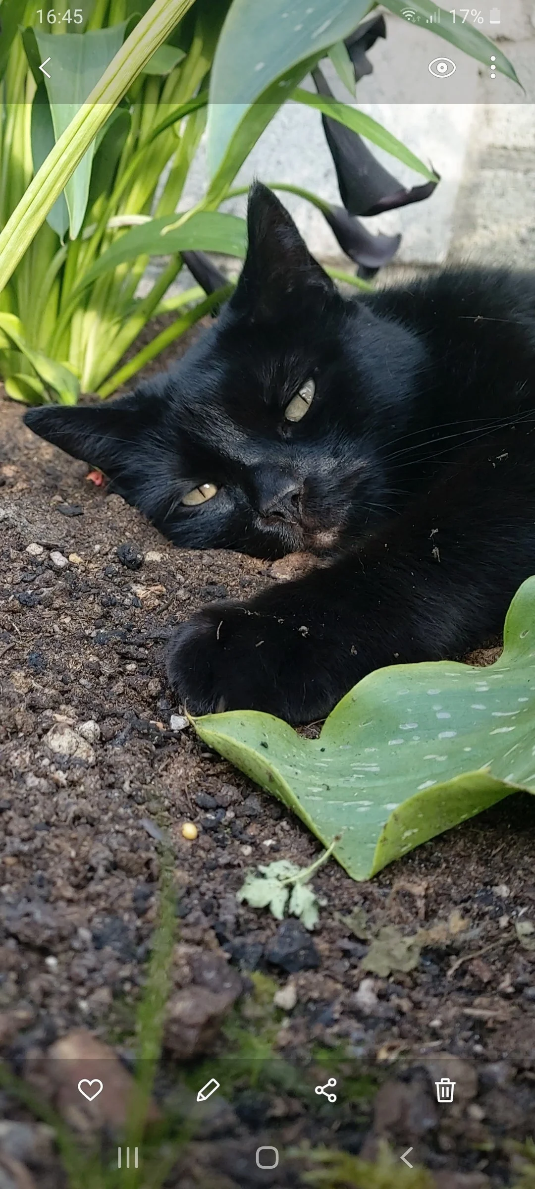 A black cat lying on soil outdoors near green plants.