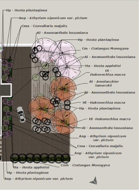Landscape diagram of a landscaped area with labeled plants, trees, and flowers, including Hostas, Athyrium niponicum, Convallaria majalis, Anemanthele lessoniana, Crataegus Monogyna, and Hakonechloa macra, along with a pathway and some small decorative elements.