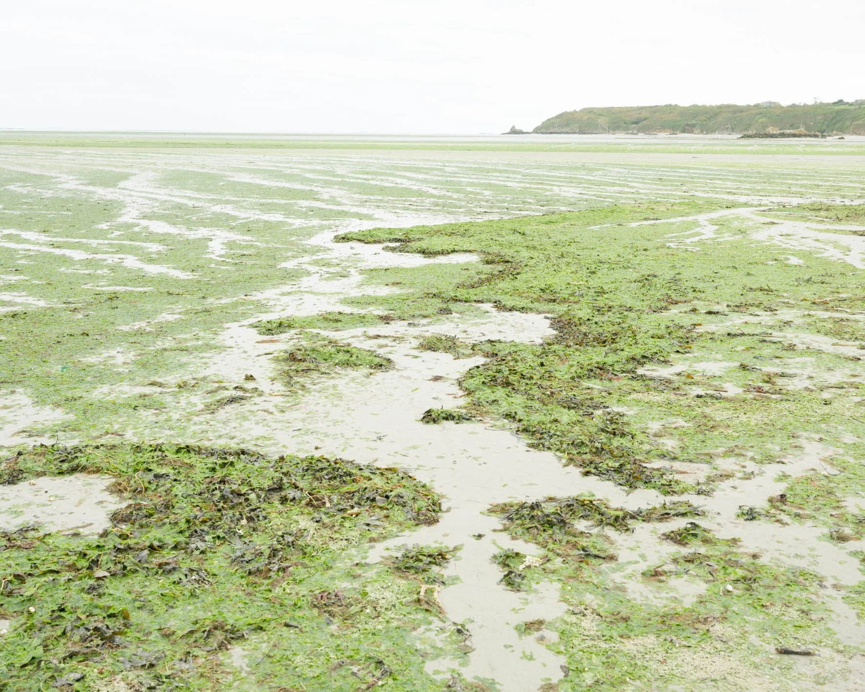 Une plage recouverte d'algues, avec une mer peu profonde et une colline en arrière-plan, par temps nuageux.