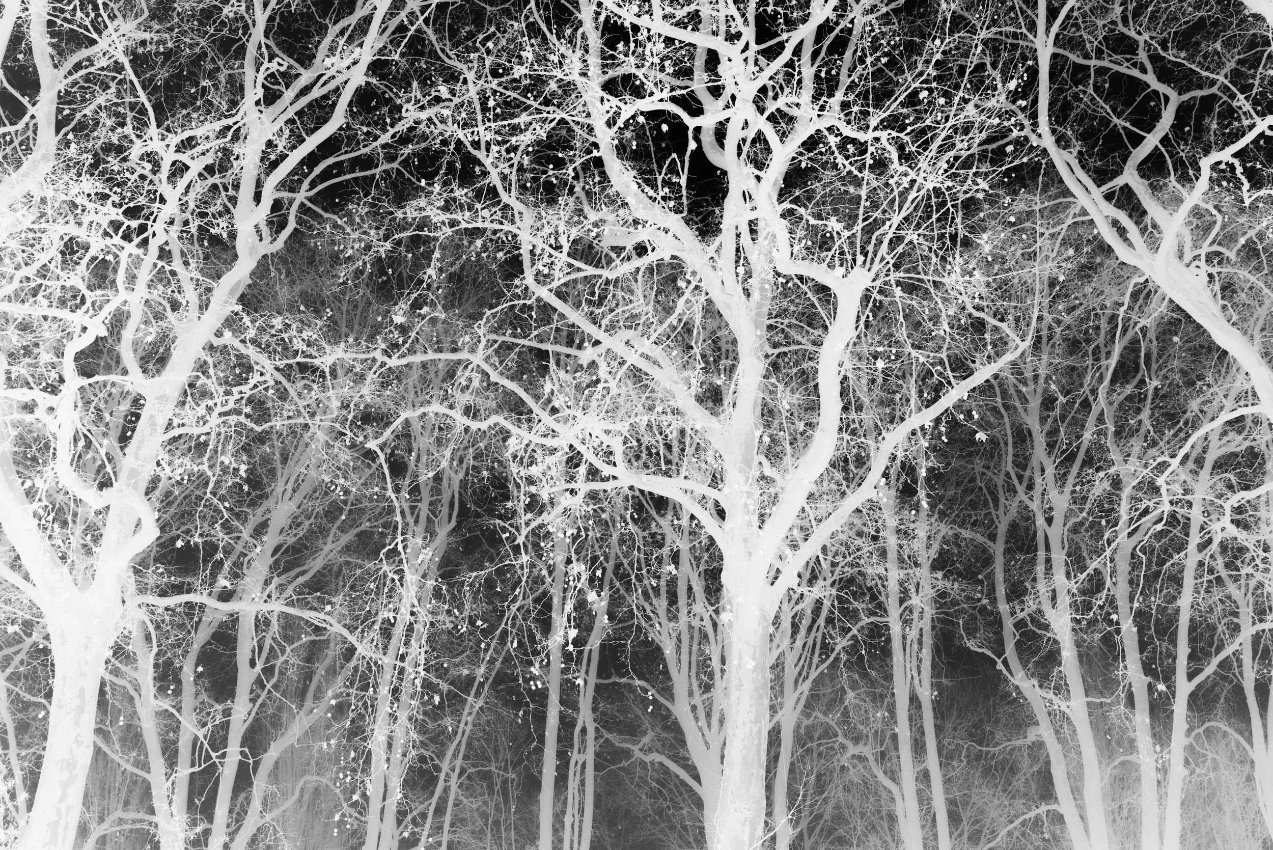 Arbres nuages en noir et blanc, avec branches complexes et entrelacs.