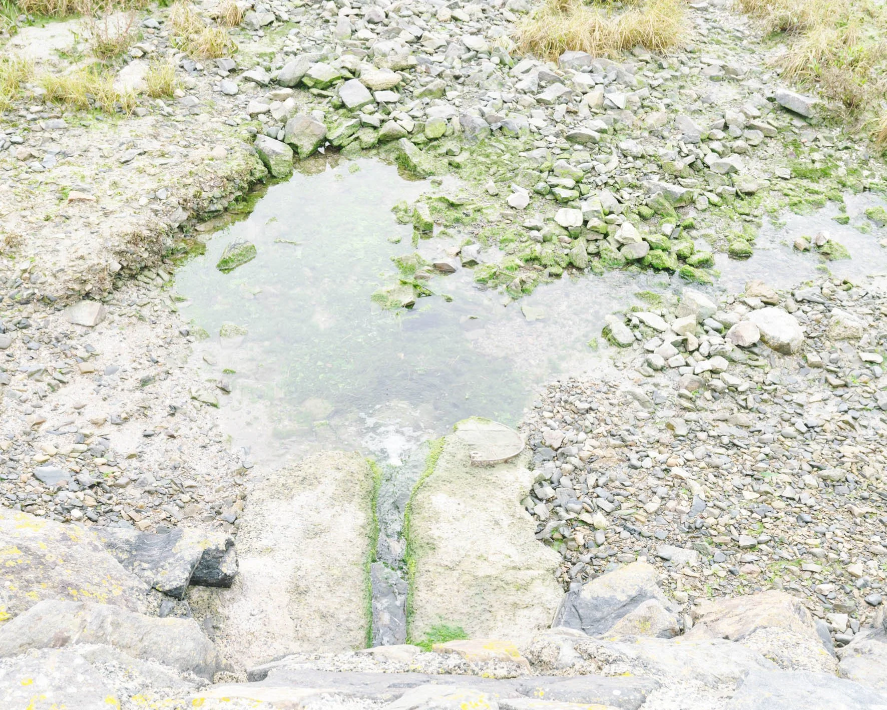 Petite mare entourée de rochers et de végétation, avec des filaments d'algues vertes dans l'eau.