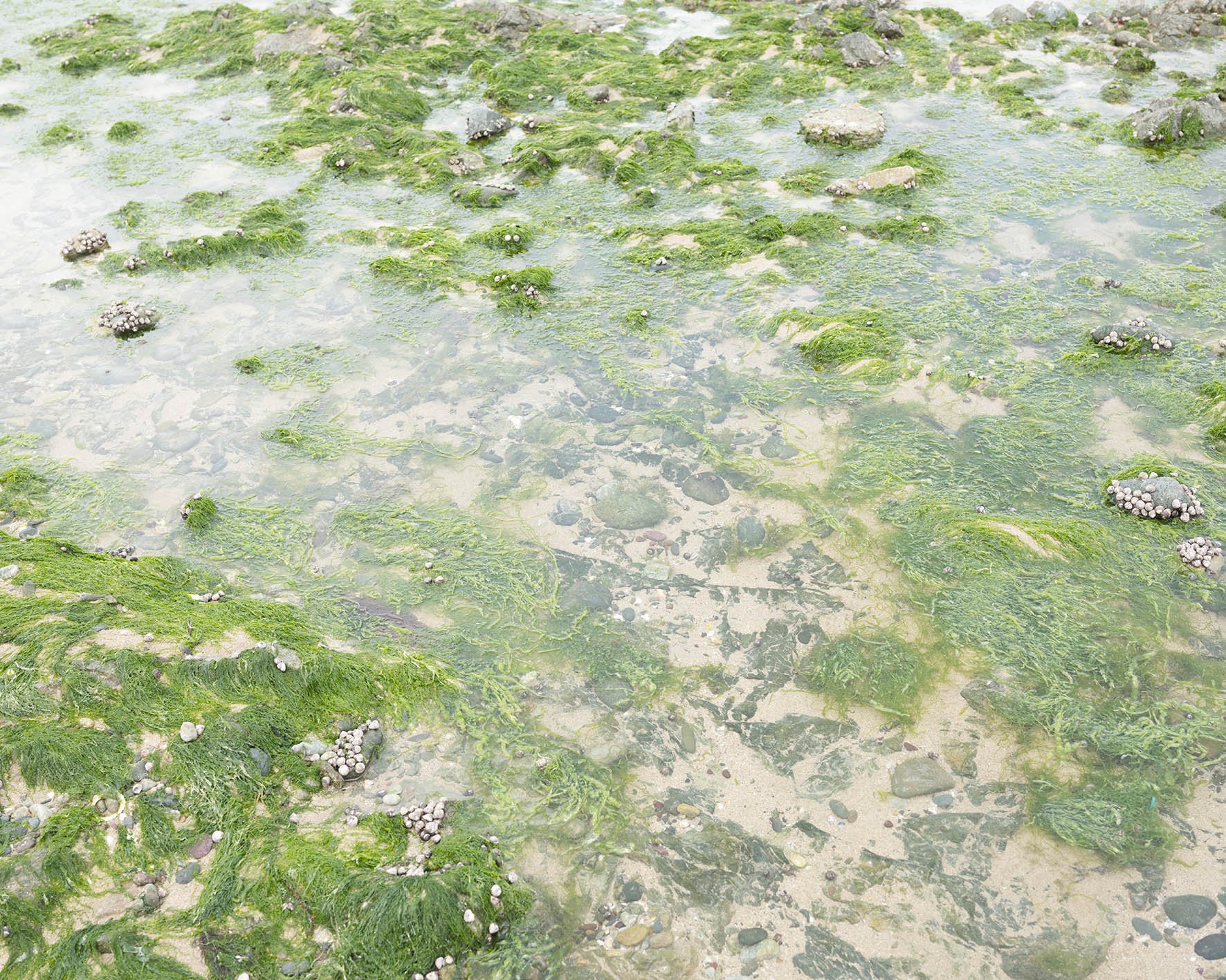 Rochers recouverts de mousse verte dans une zone de plage avec de l'eau peu profonde.