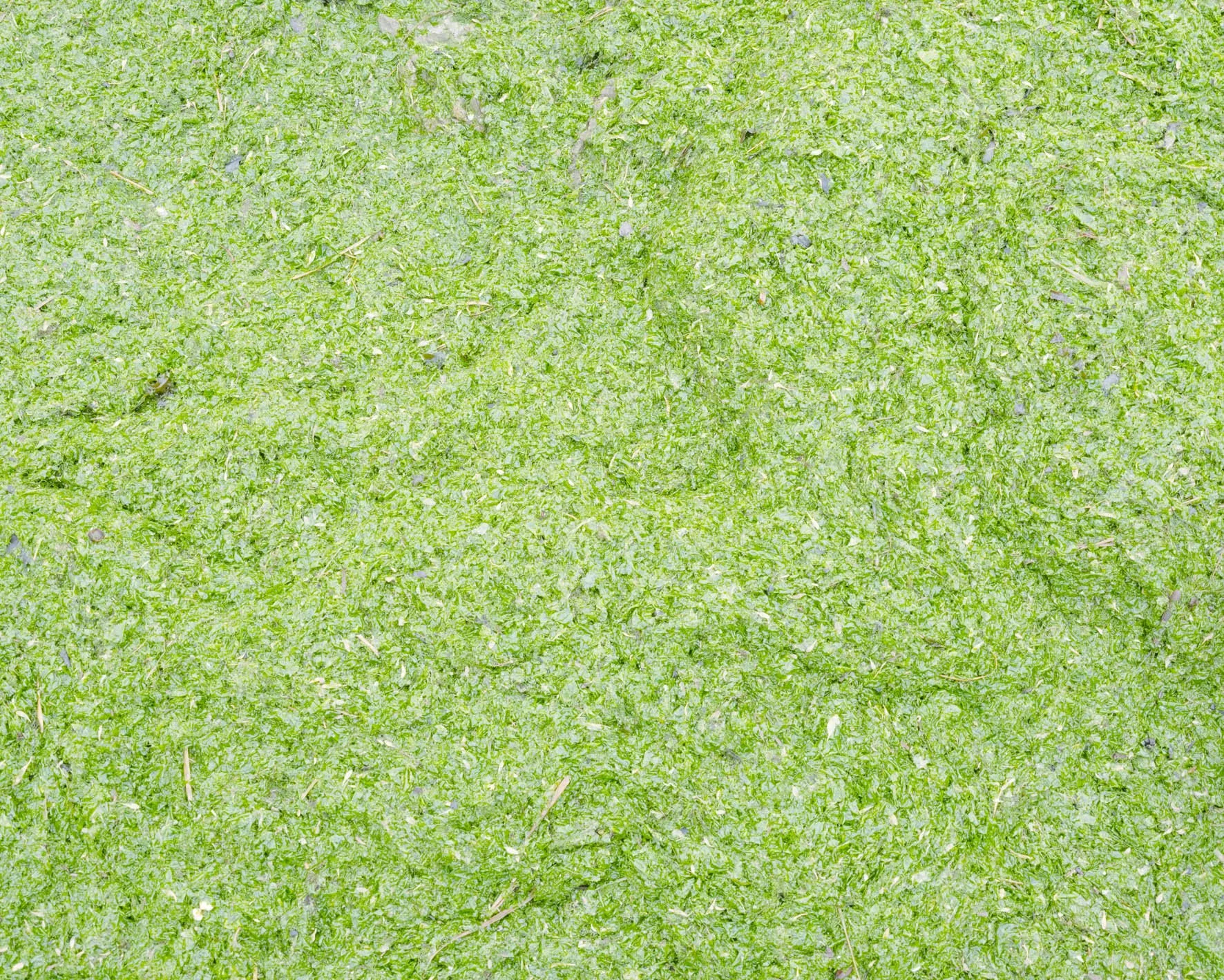 Surface couverte de végétation verte, probablement de la mousse ou du gazon.