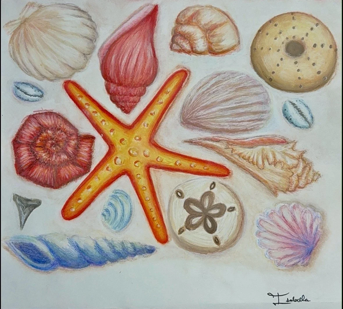 Colored pencil drawing of various seashells, a starfish, a small clam, and a sea urchin on a light background.