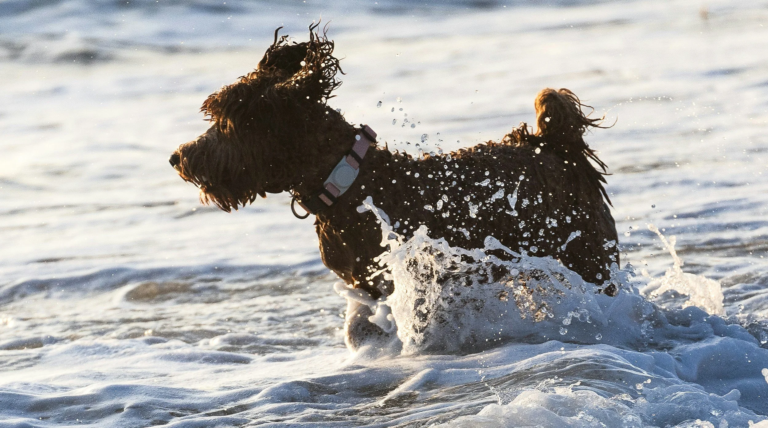 A black dog with curly fur playing in the water at the beach, splashing waves around it during sunset.