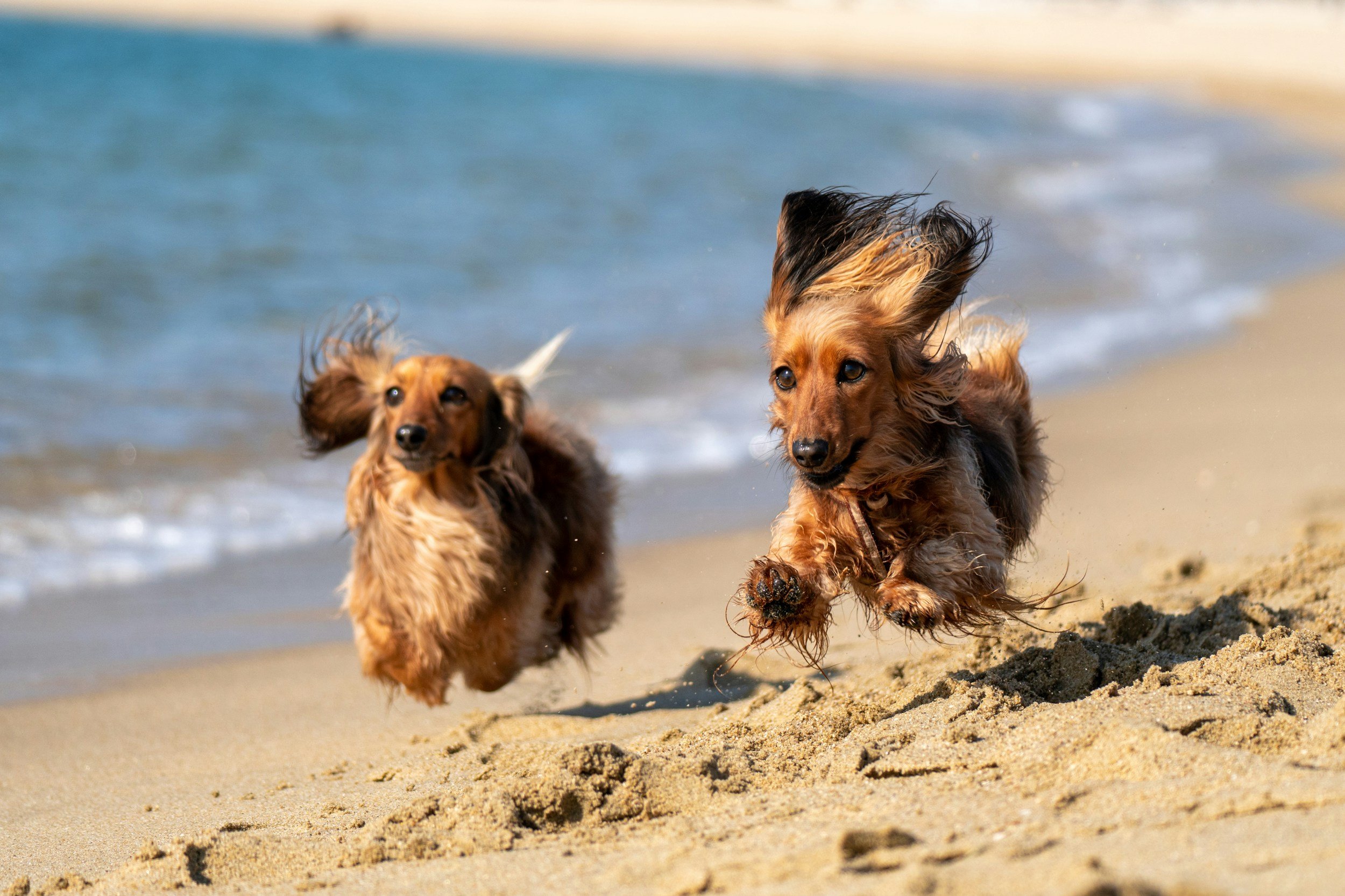 Two dogs running on a sandy beach near the water with waves in the background, one dog in mid-air and the other close to the ground.
