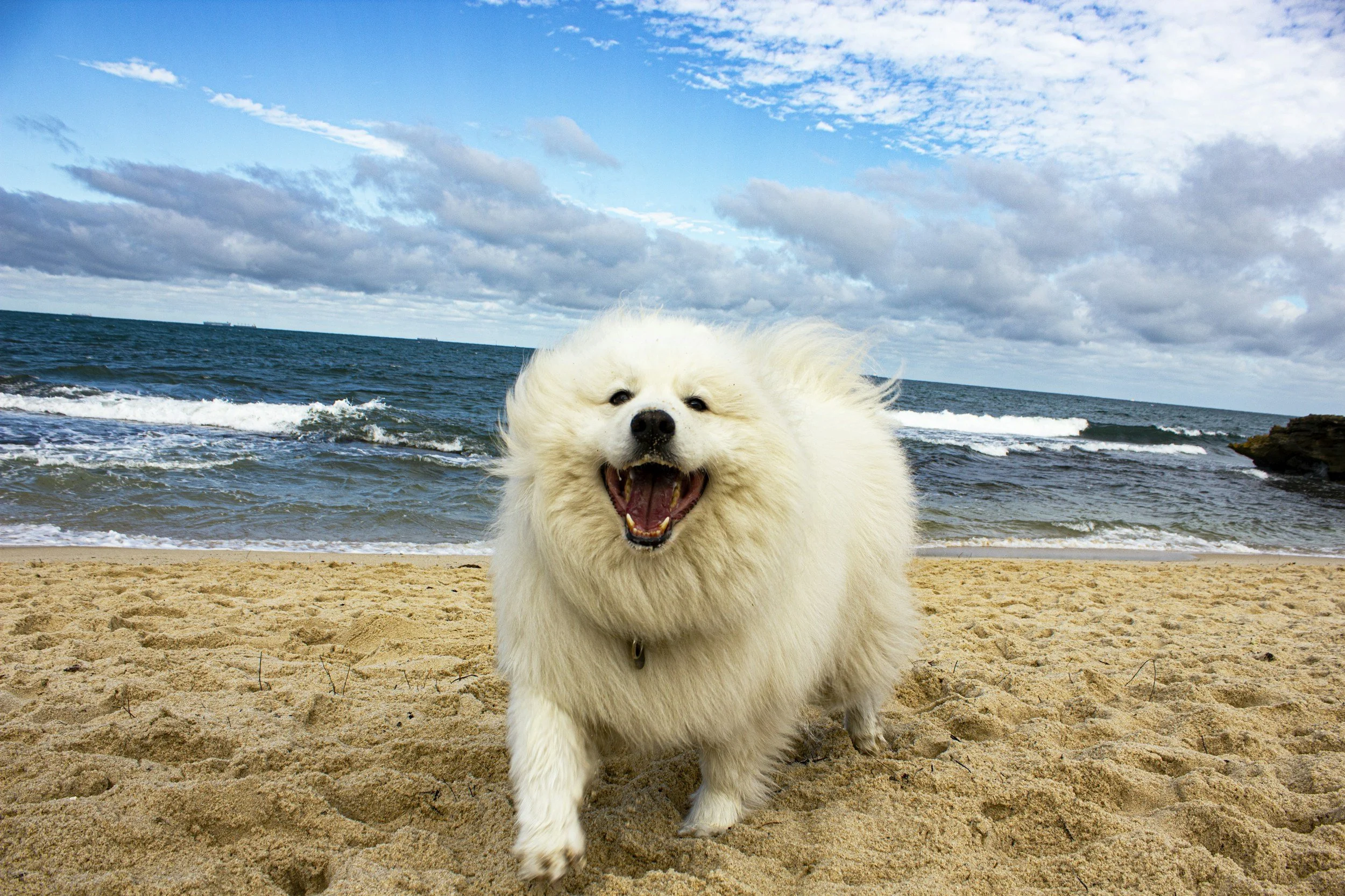A fluffy white dog with a big open-mouthed smile walking on the sandy beach with ocean waves and a partly cloudy sky in the background.