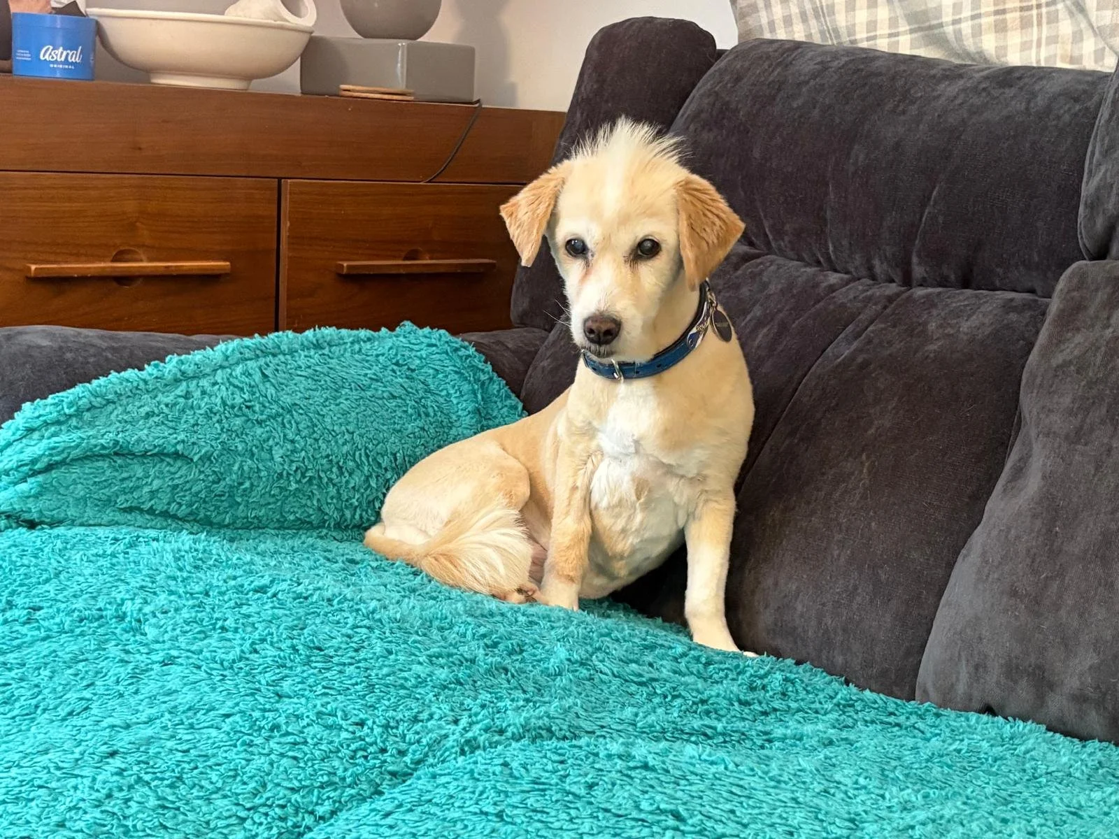 A small light-colored dog with a blue collar sitting on a green textured blanket on a dark gray couch inside a living room.