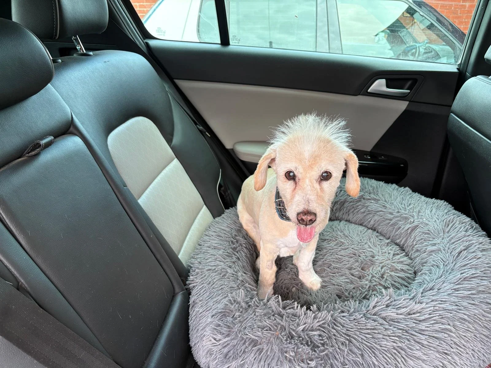 A small dog with light fur and floppy ears sitting on a round, plush gray pet bed in the backseat of a car, with its tongue out.