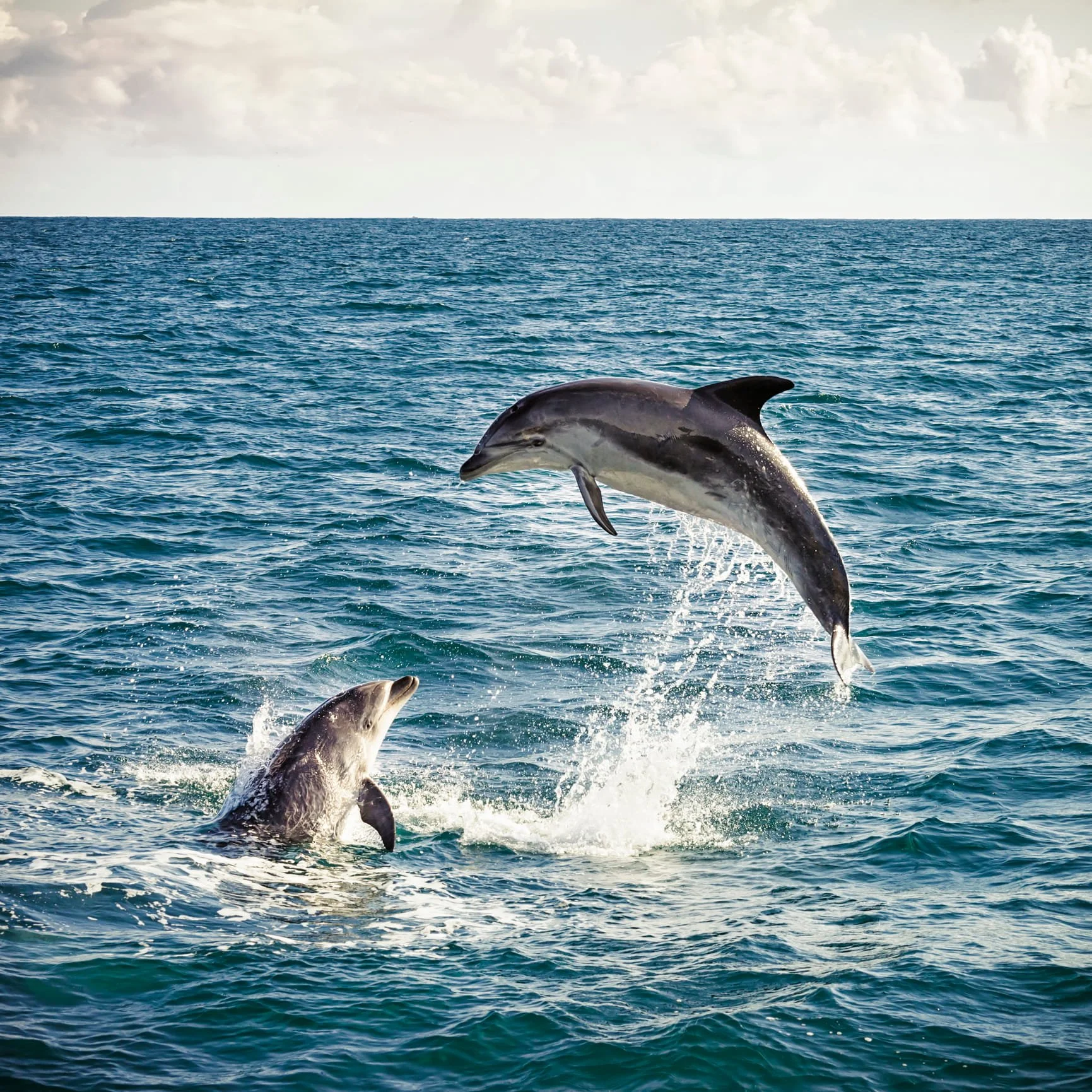 A pod of dolphins jumping out of the ocean water