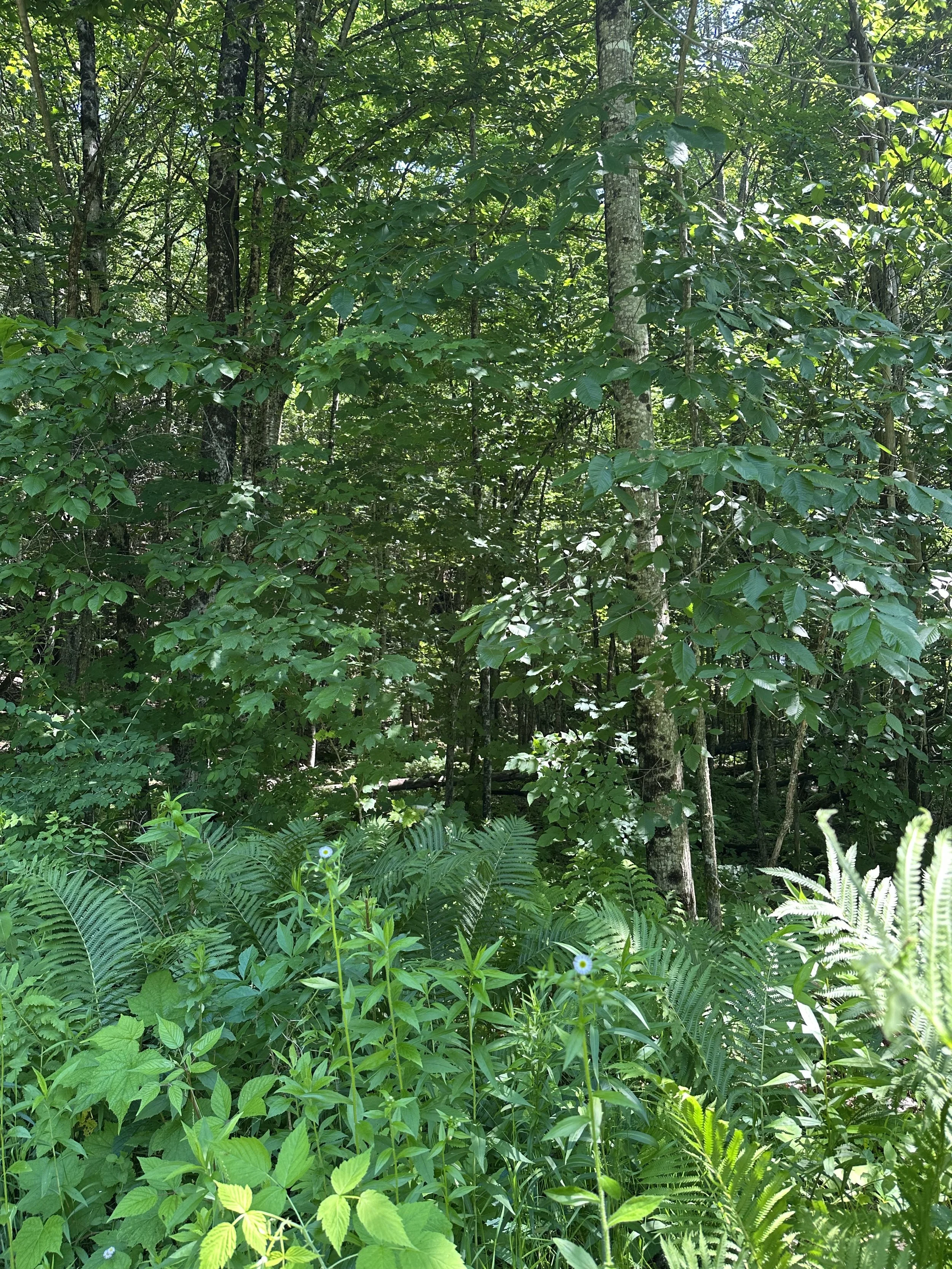 Beautiful Craftsbury Vermont trees near the residence of Kurtis Mellett