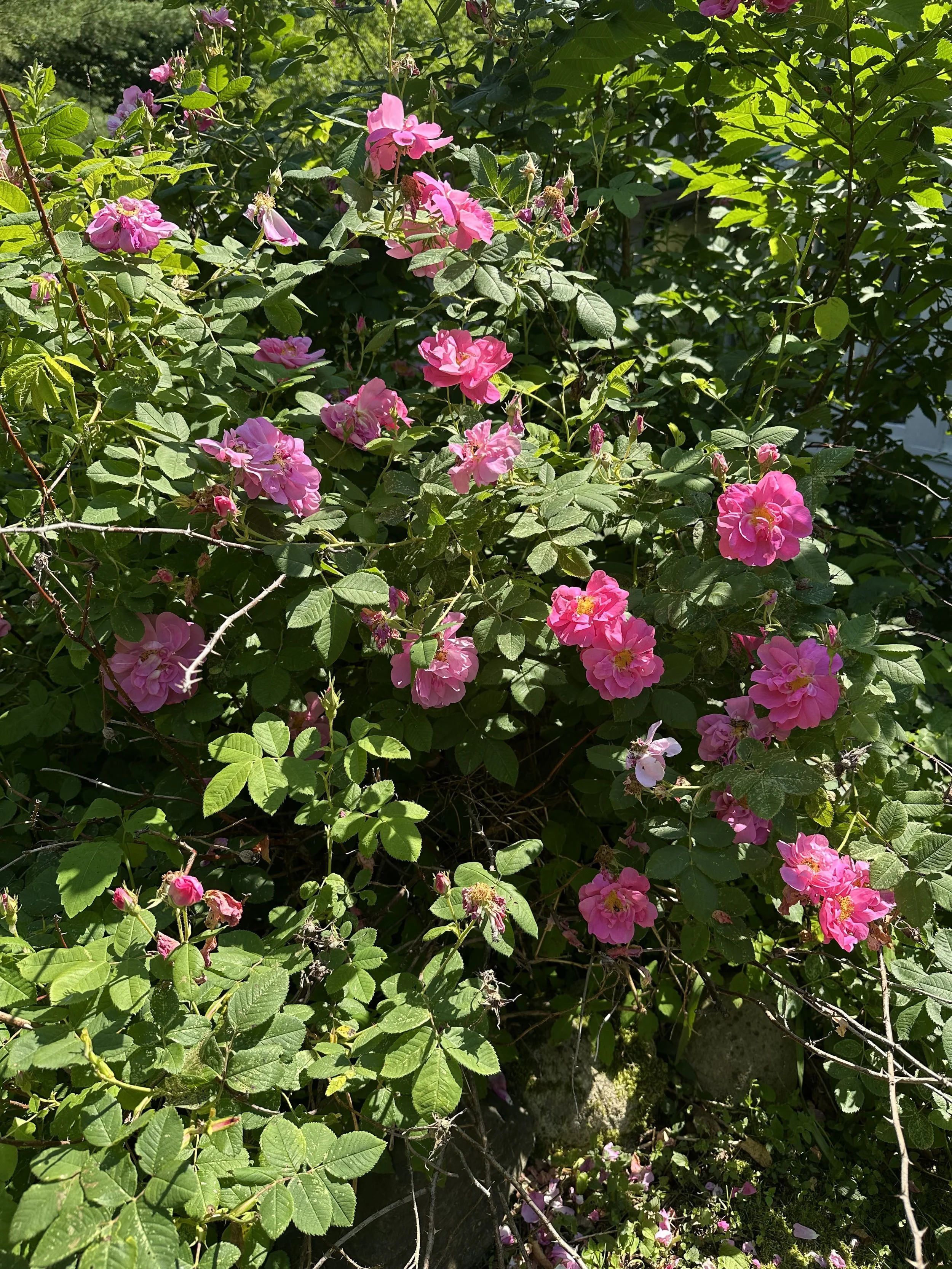 Roses in the springtime near the house of Kurtis Mellett