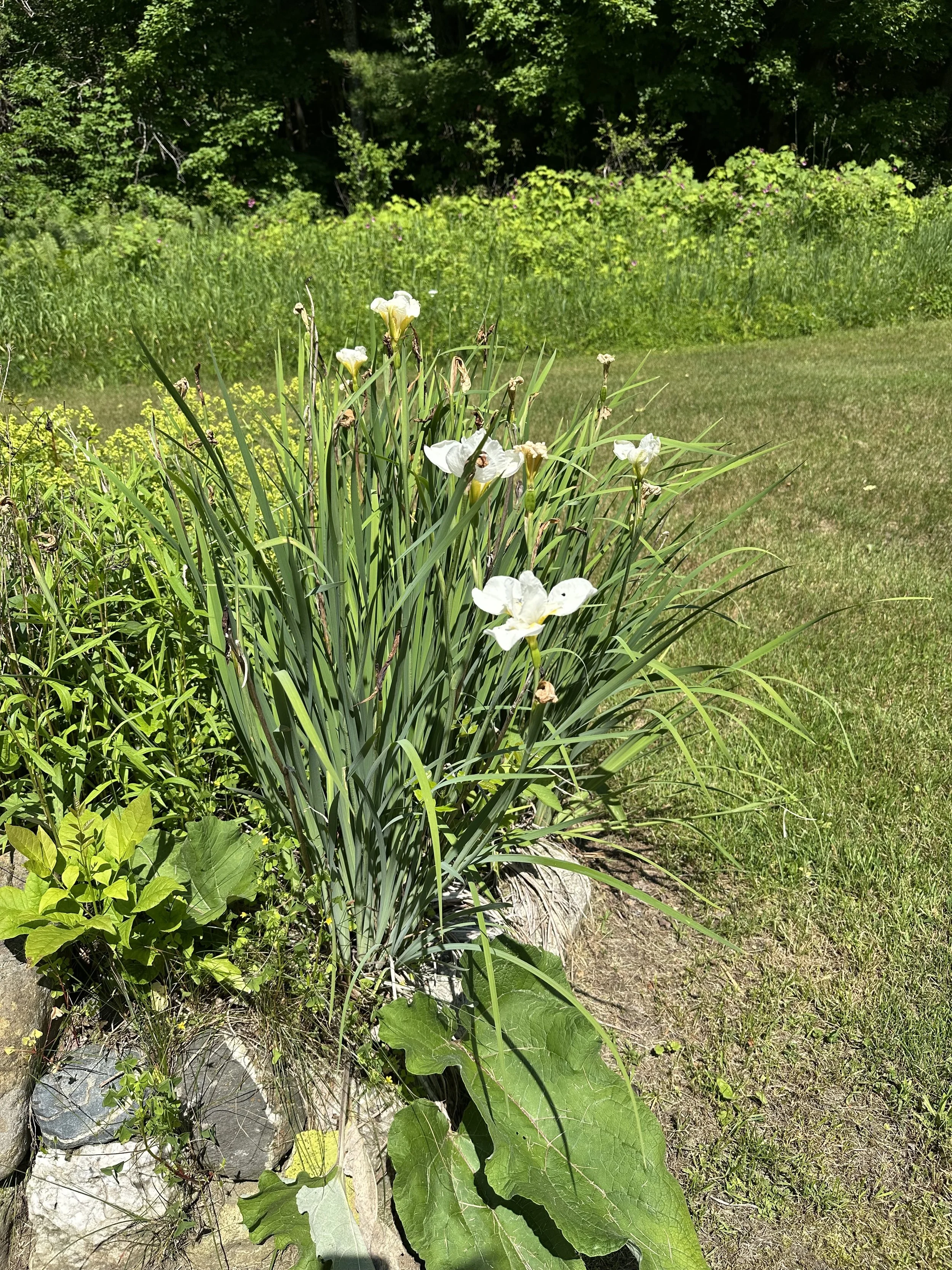 Flowers in northern vermont near the home of Kurtis Mellett