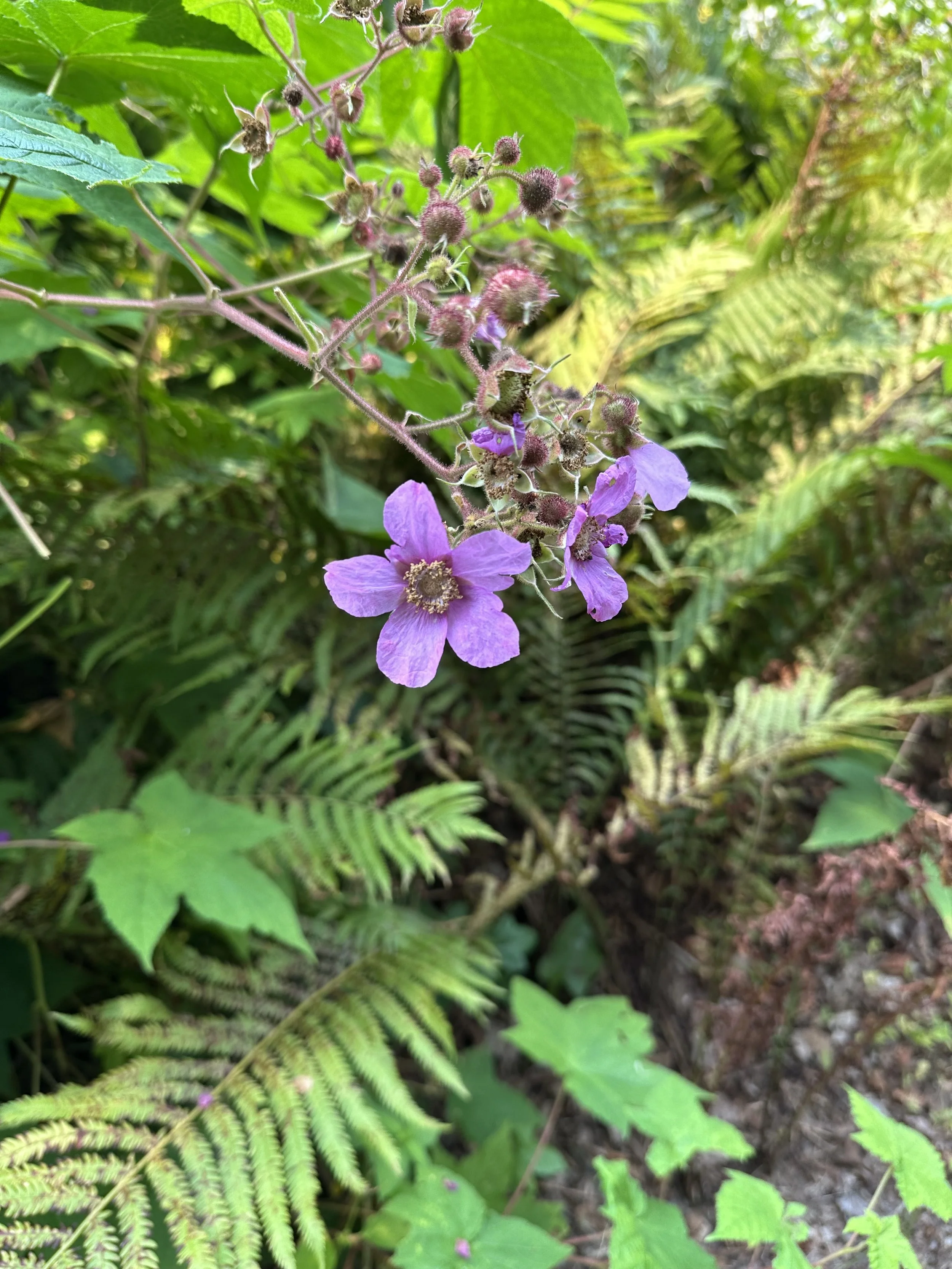 Wildflowers on property of Kurtis and Margot Mellett in Craftsbury VT