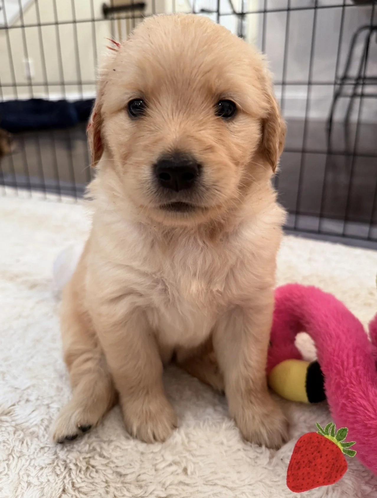 red 5 weeks 2.jpg
