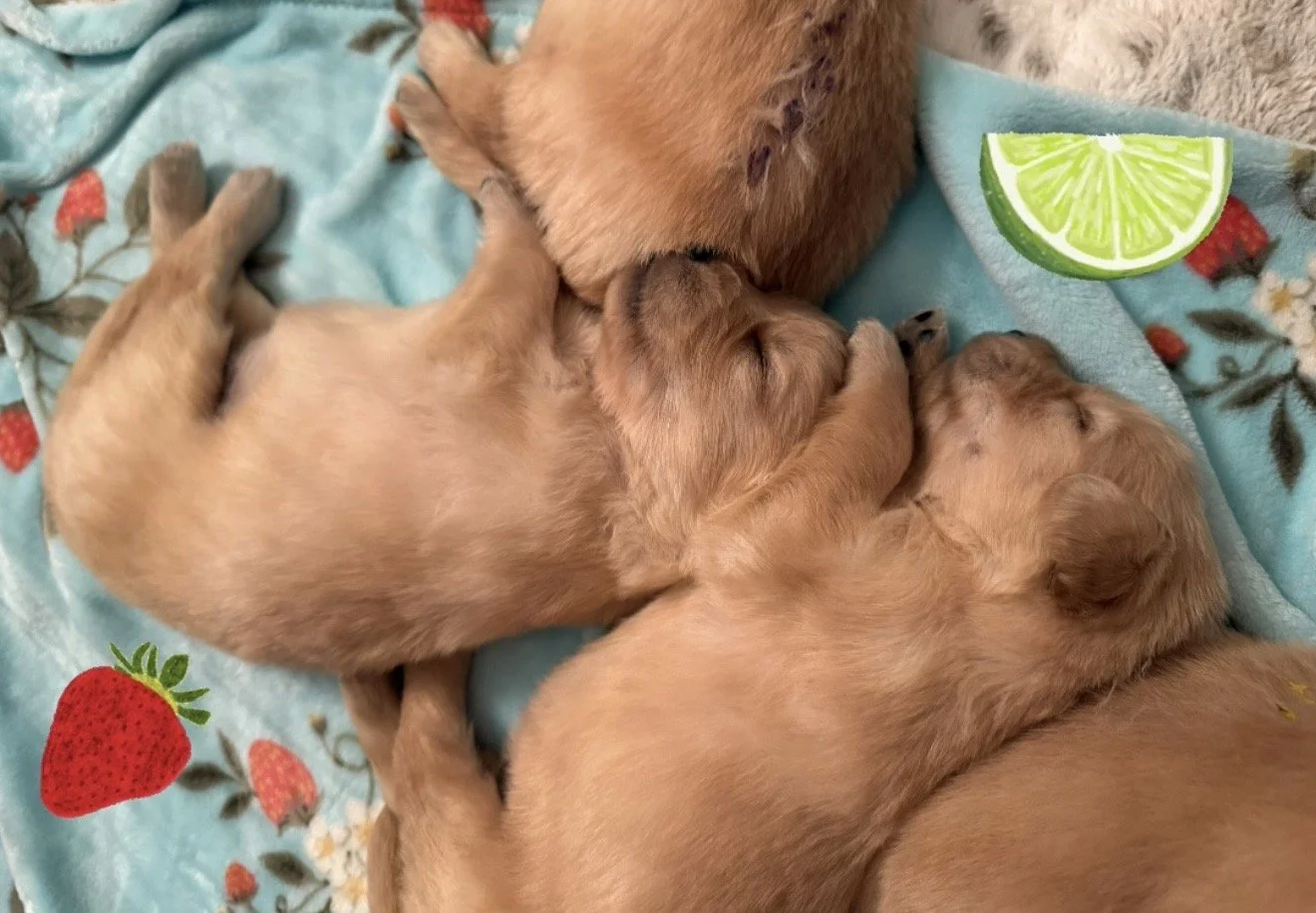 straw lime.jpg