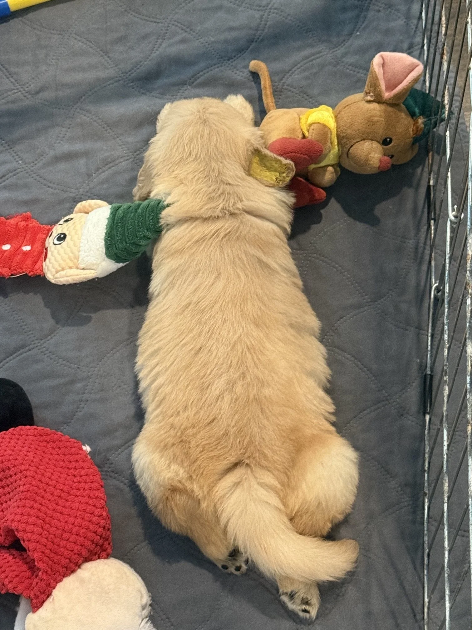 yellow 5 weeks sleeping.jpeg