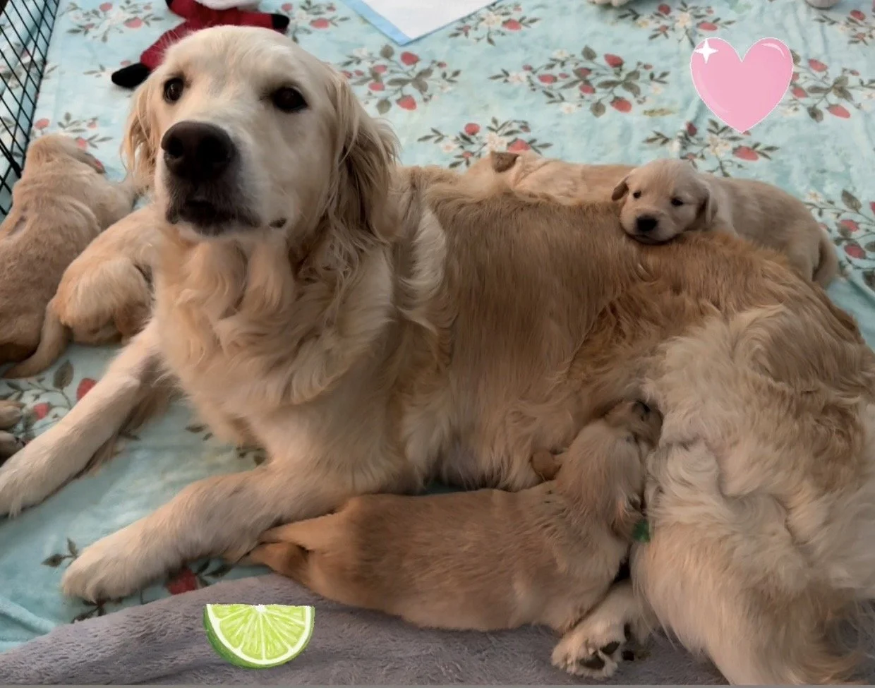 lime pink.jpg
