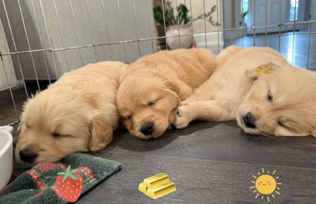red gold yellow 5 weeks.jpg
