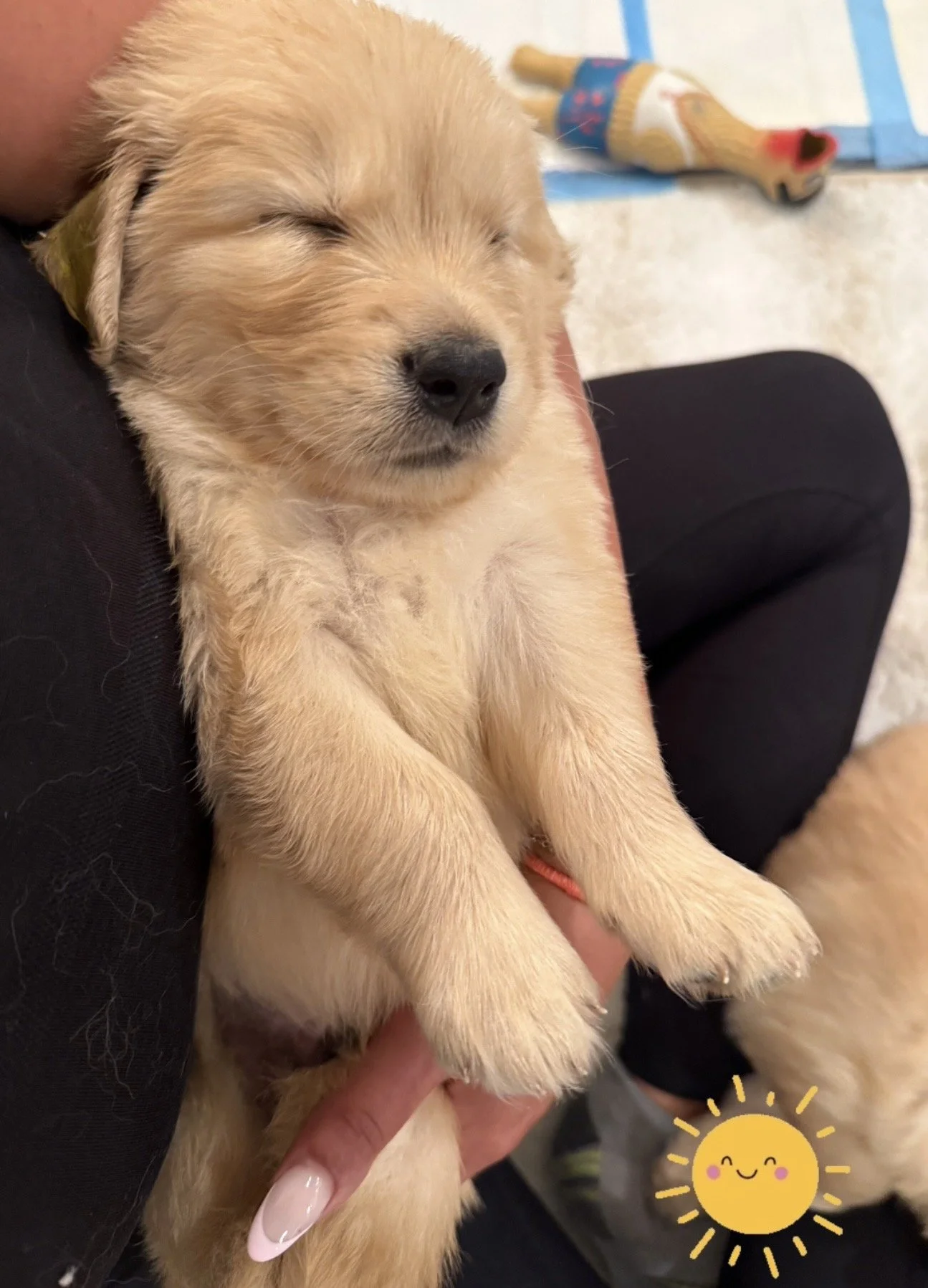 yellow sleeping 5 weeks.jpg