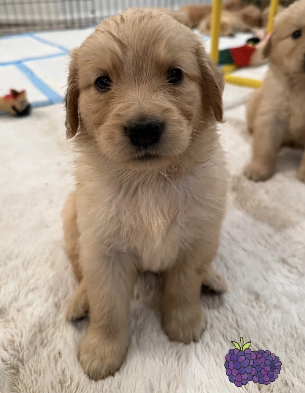 blackberry 5 weeks.jpg