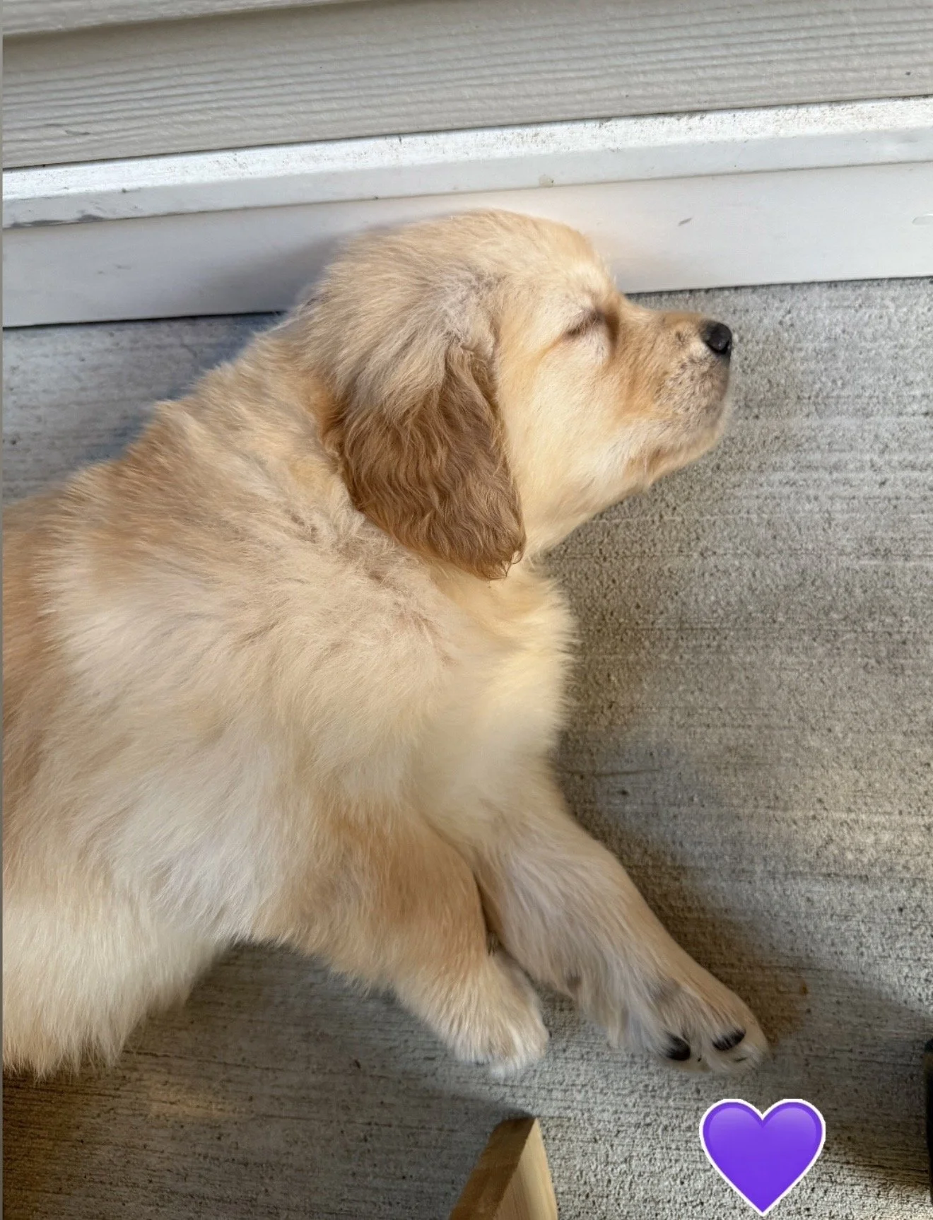 purple 5 weeks.jpg