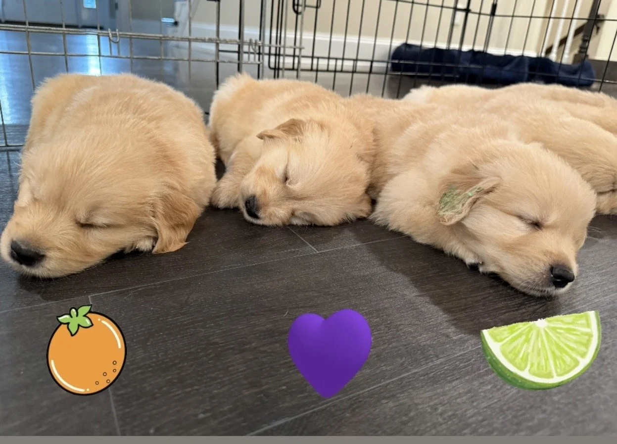 Orange Purple Lime 5 weeks.jpg
