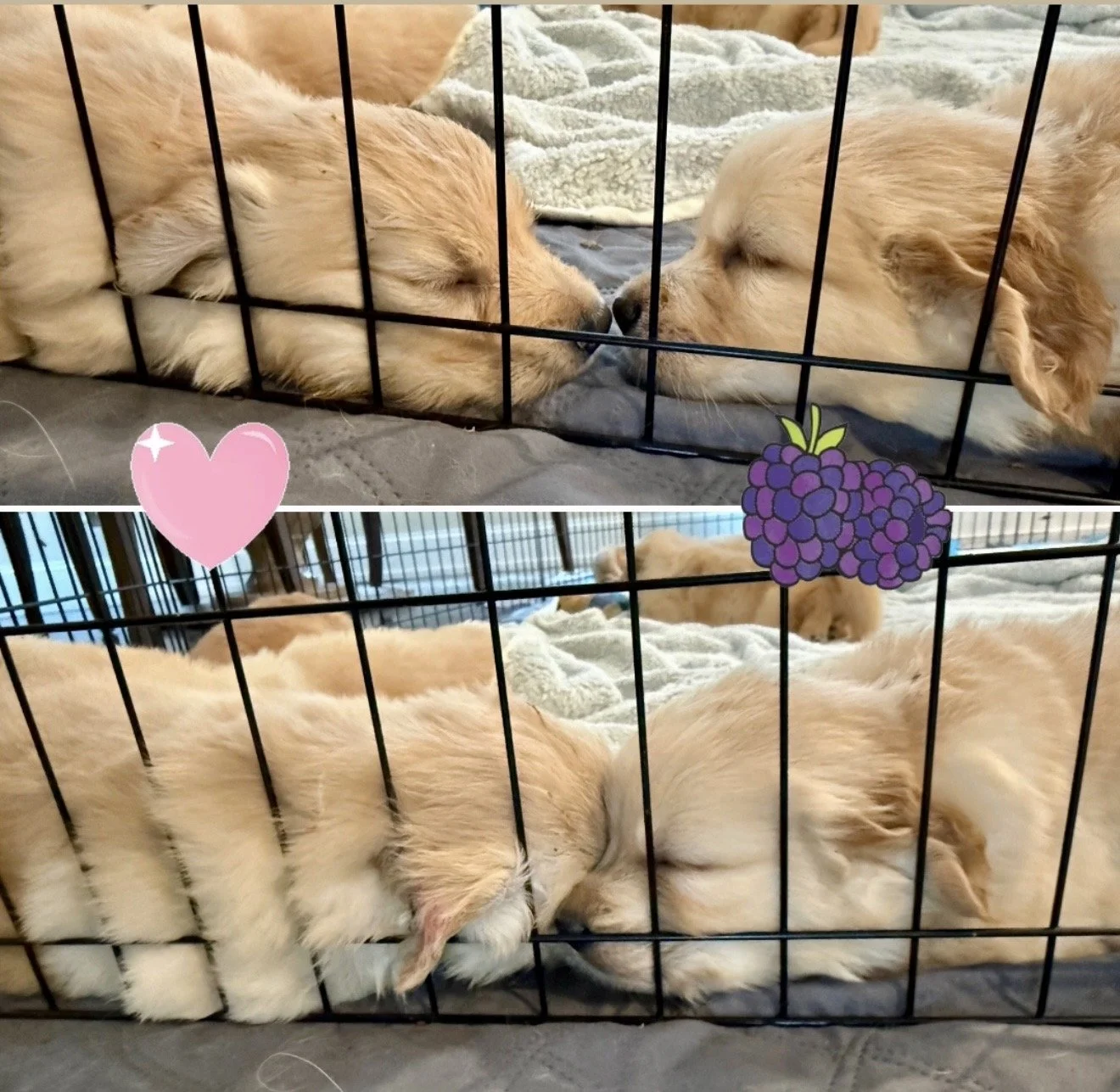 pink blackberry 5 weeks.jpg