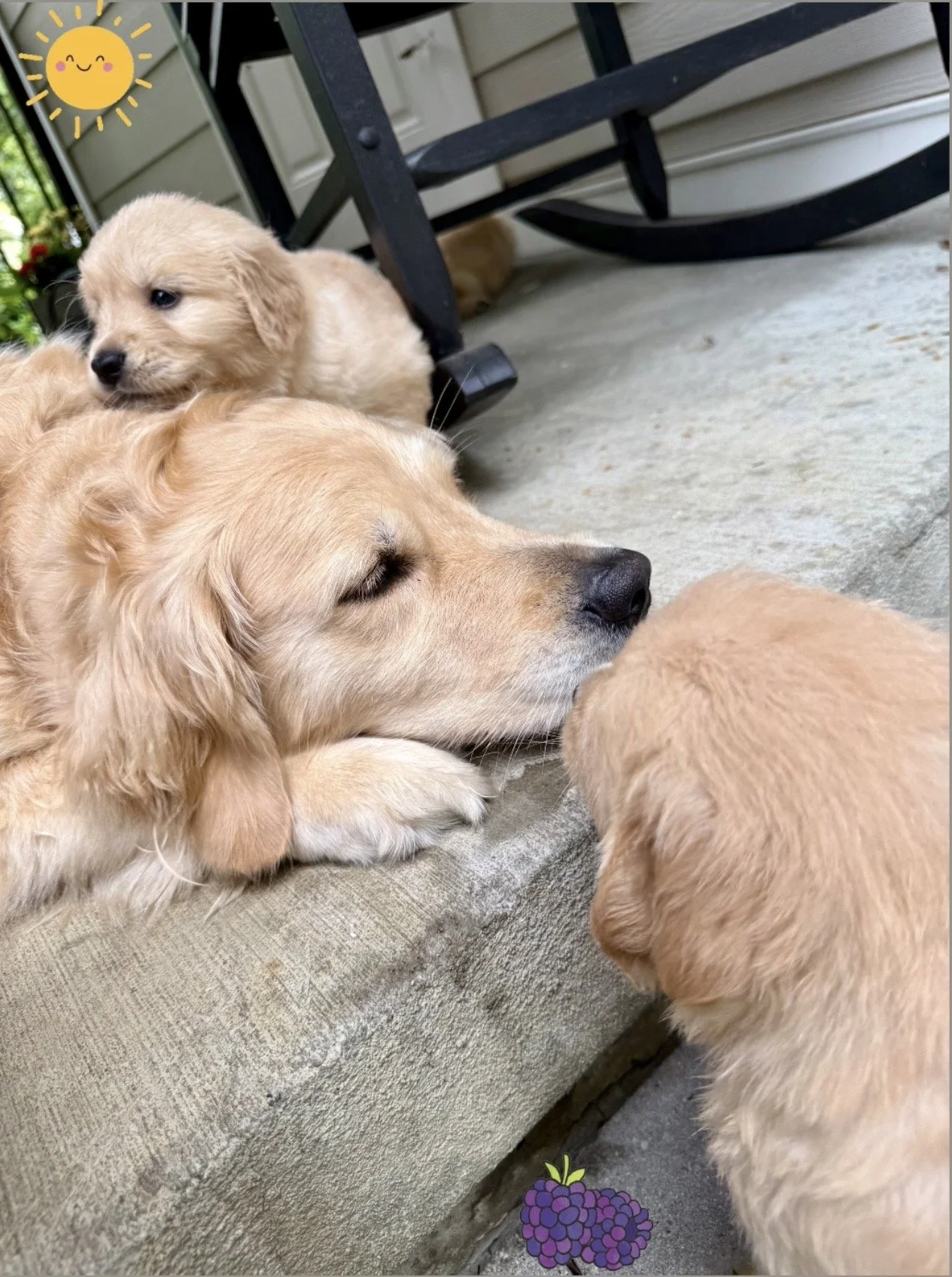yellow and charlie 5 weeks.jpg