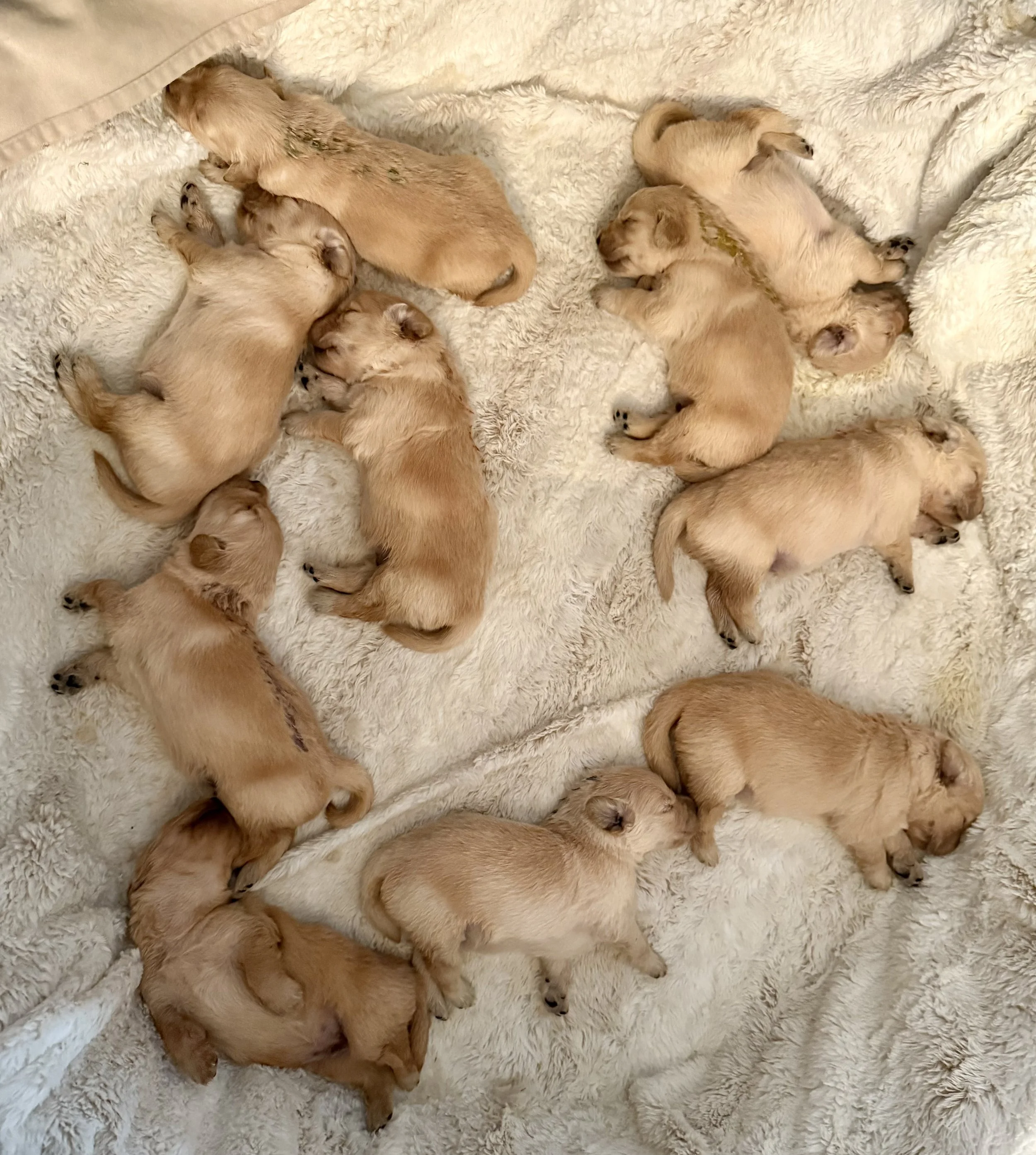 milk drunk - Copy.jpeg