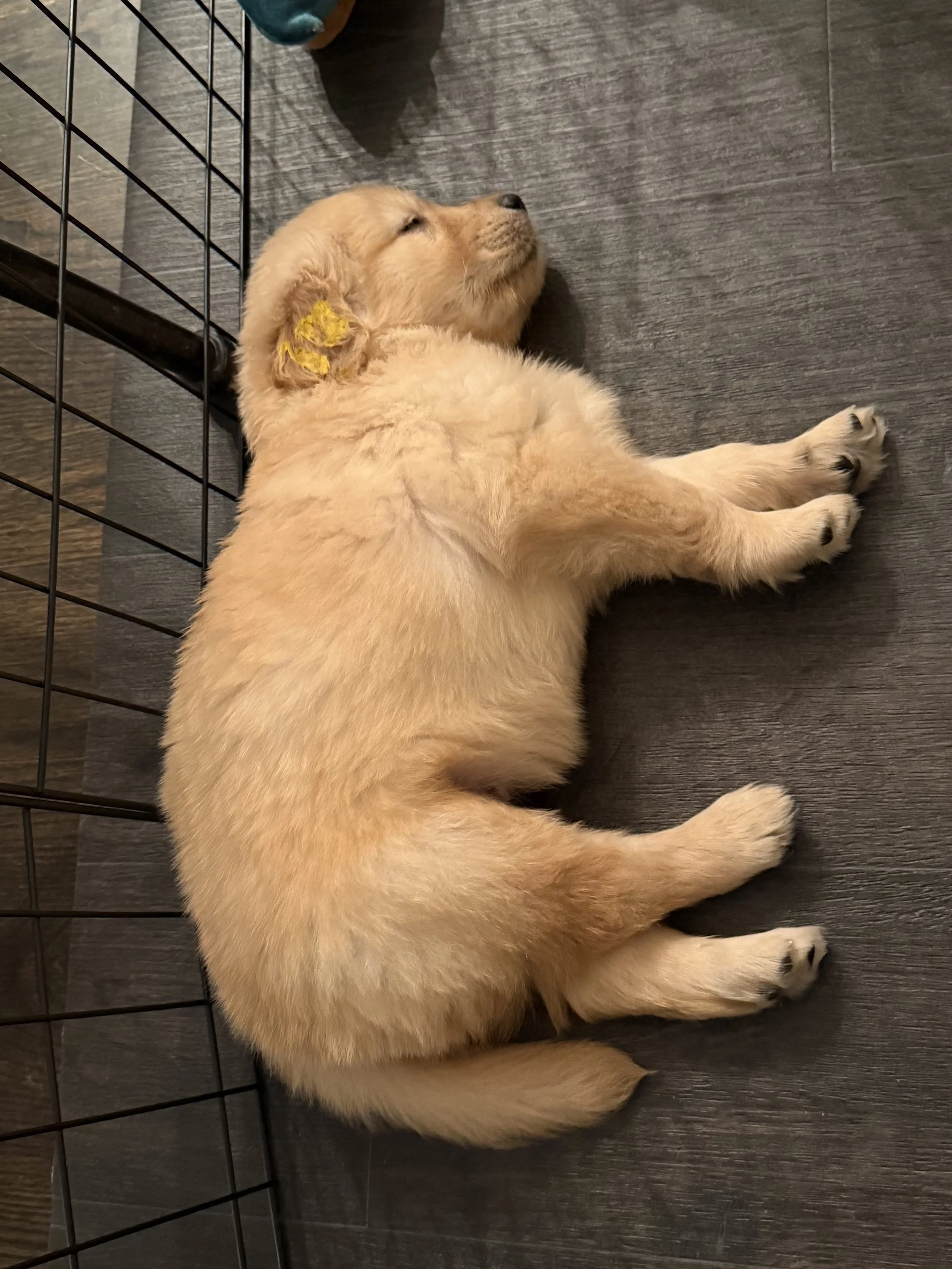 yellow 5 weeks.jpeg
