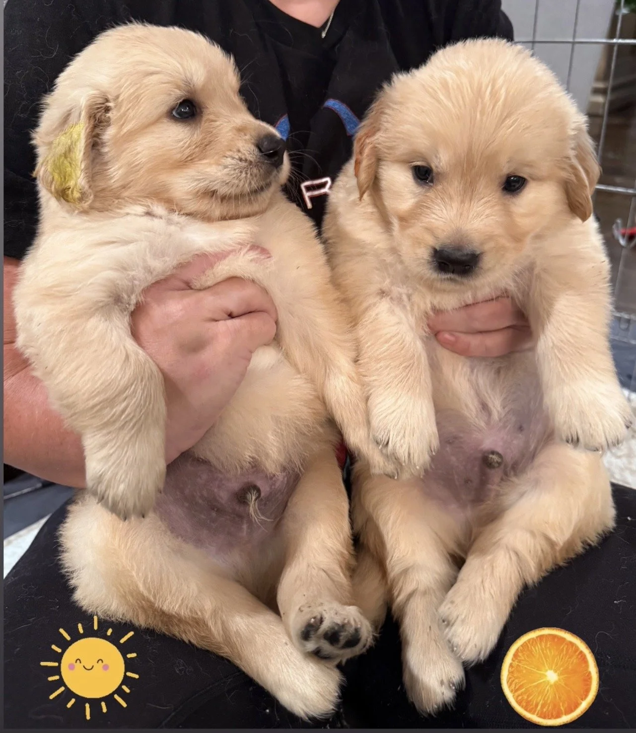 yellow orange 4.5 weeks.jpg